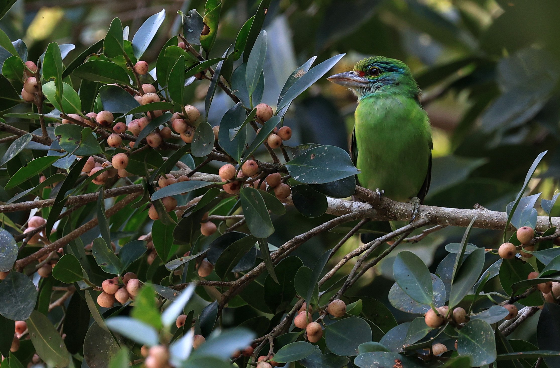 Moustached Barbet (Psilopogon incognitus) Khao Yai National Park Feb 2026 Day 2 (3).jpg