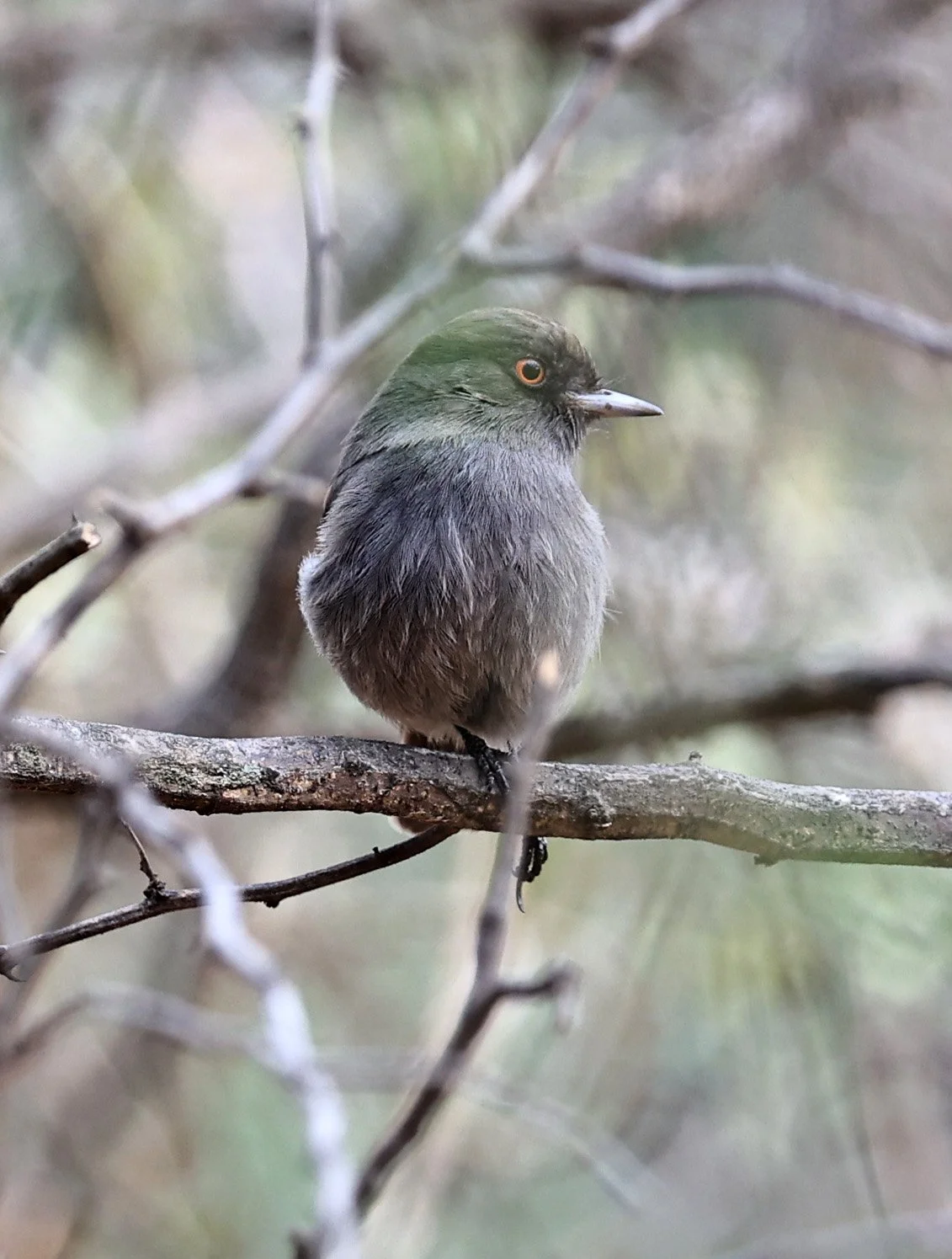 Cinereous Tyrant (Knipolegus striaticeps) Neuland Mennonite Colony Paraguay (11).jpg