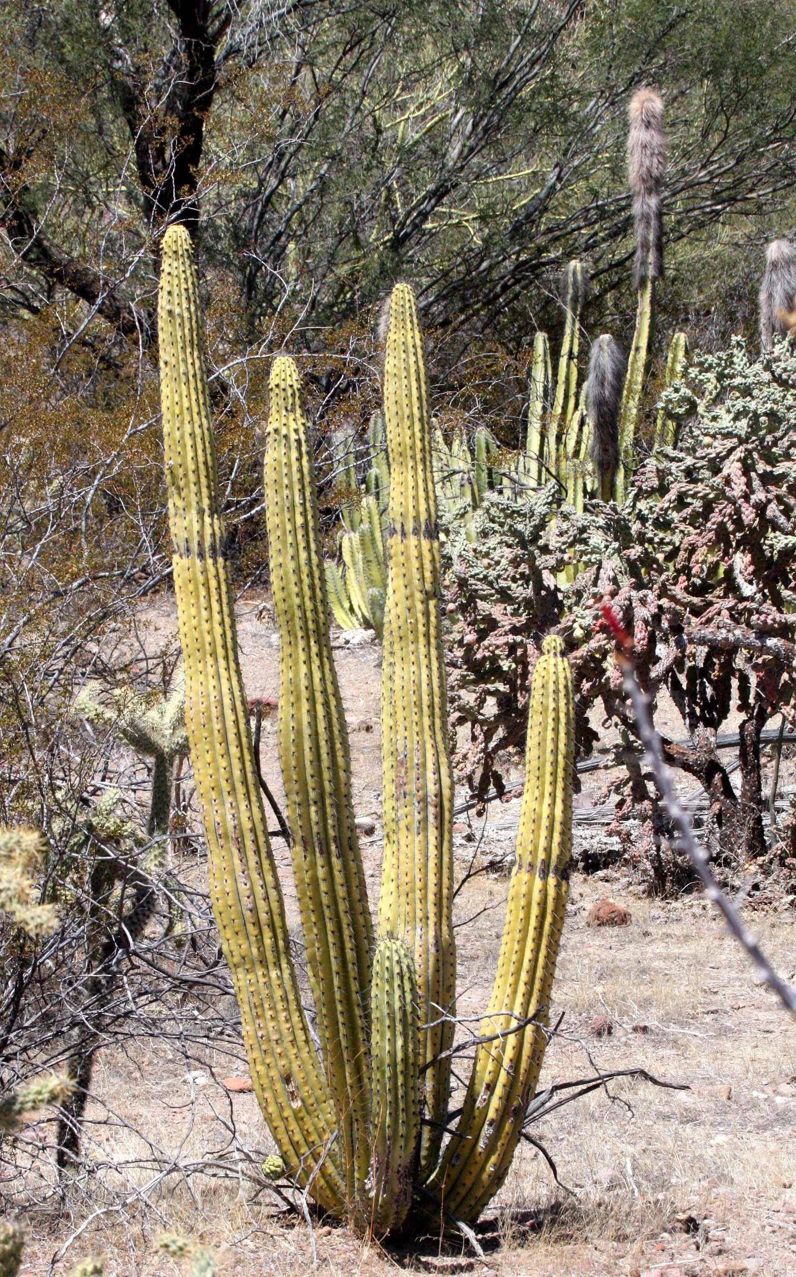 CACTACEAE - LEMAIREOCEREUS THURBERI - ORGAN PIPE CACTUS - CATAVINA DESERT BAJA MEXICO.JPG