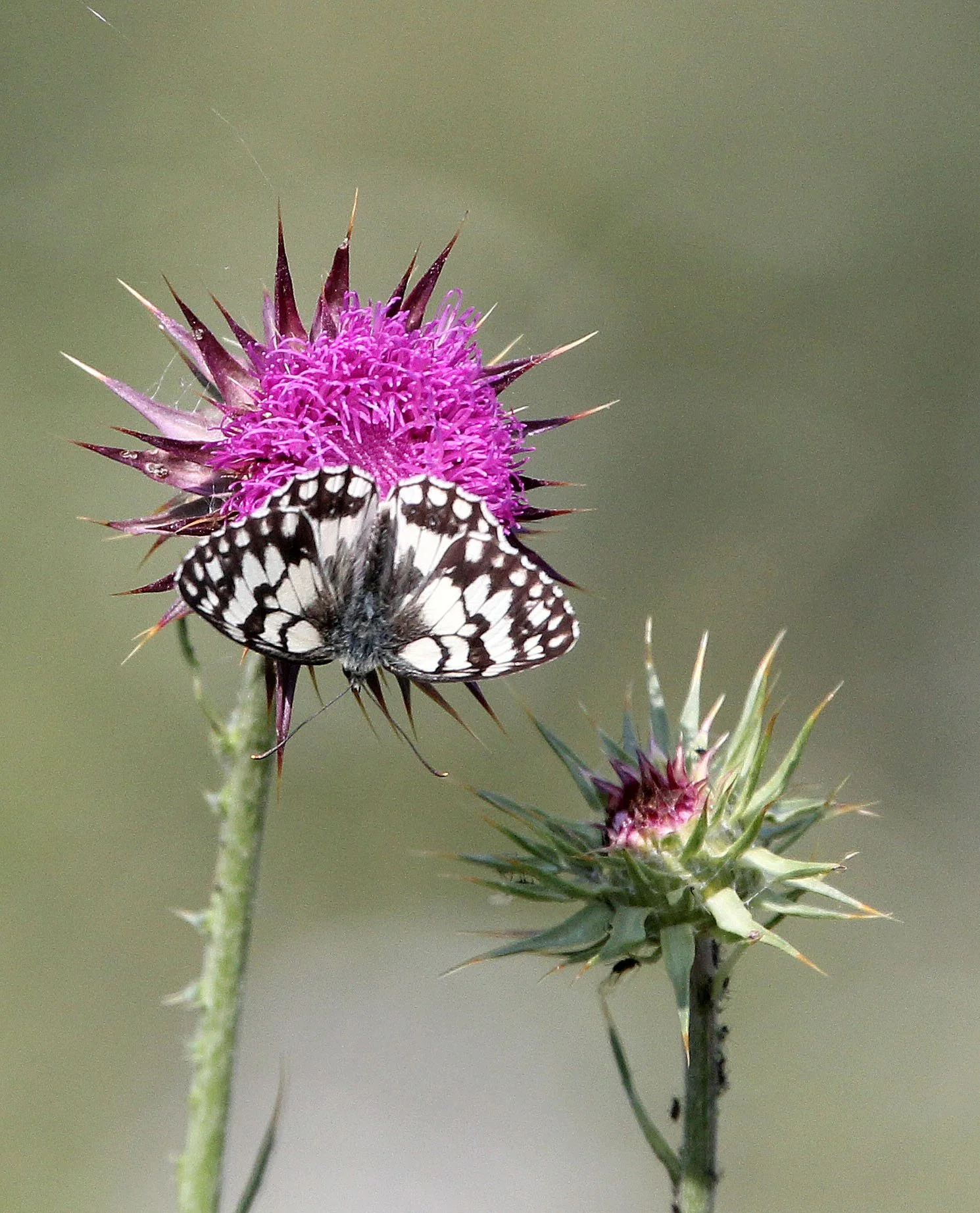 ABRUZZO NATIONAL PARK ITALY (72).JPG