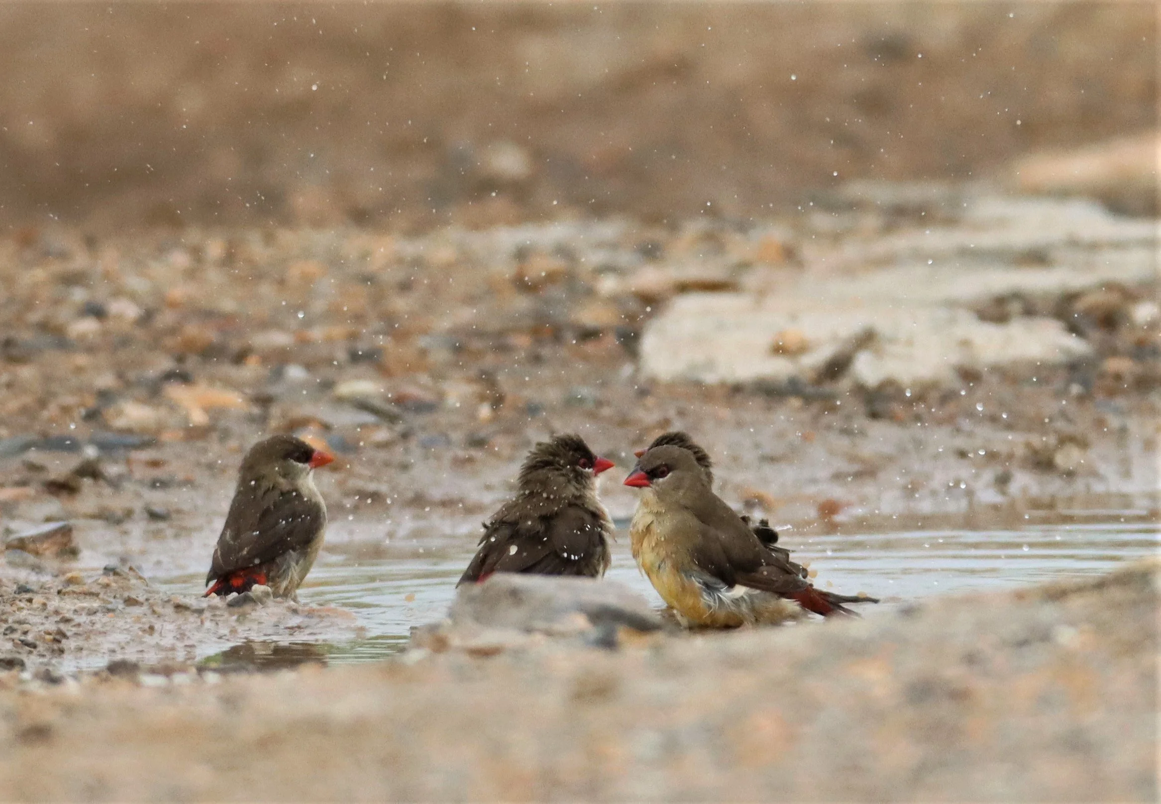 RED AVADAVAT - Amandava amandava - LAT KRABANG WETLANDS THAP YAO (35).jpg