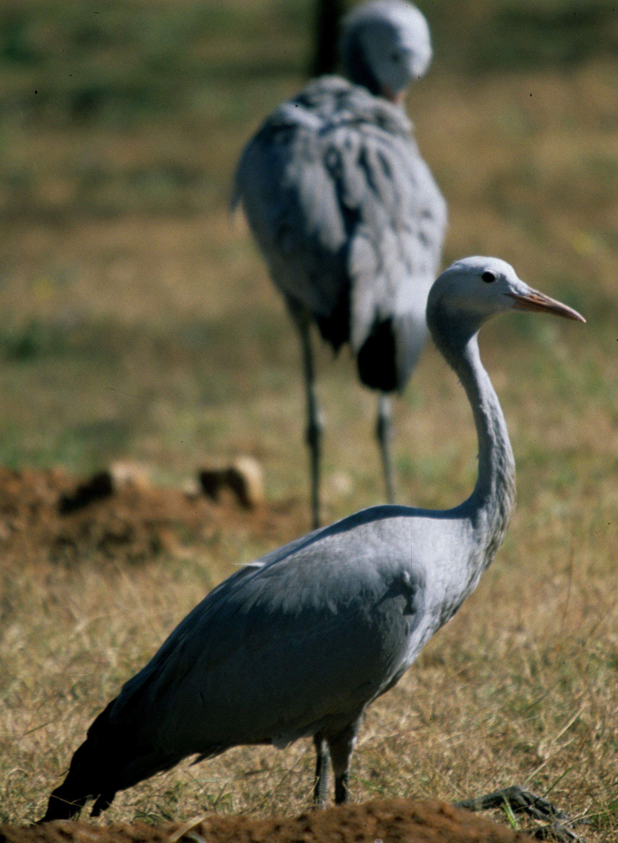 BIRDS - CRANE - BLUE - KRUGER I.jpg