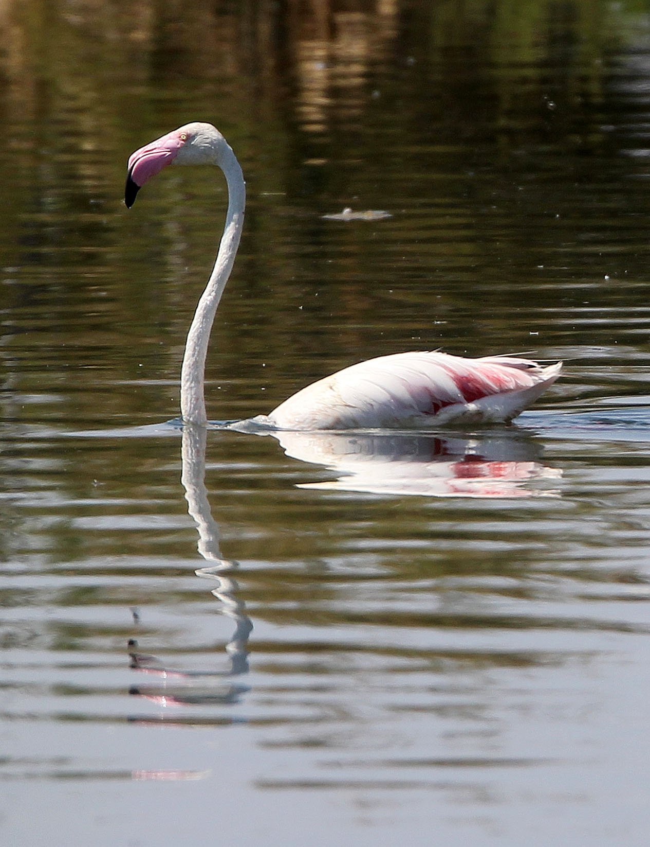Phoenicopterus roseus - Greater Flamingo - Laguna Dulce Spain (16).JPG
