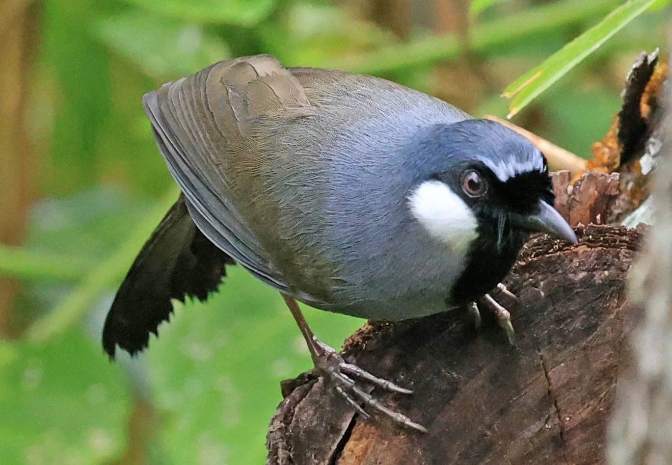 Black-throated Laughingthrush (Pterorhinus chinensis) Khao Yai National Park Feb 2026 Day 2 (13).jpg