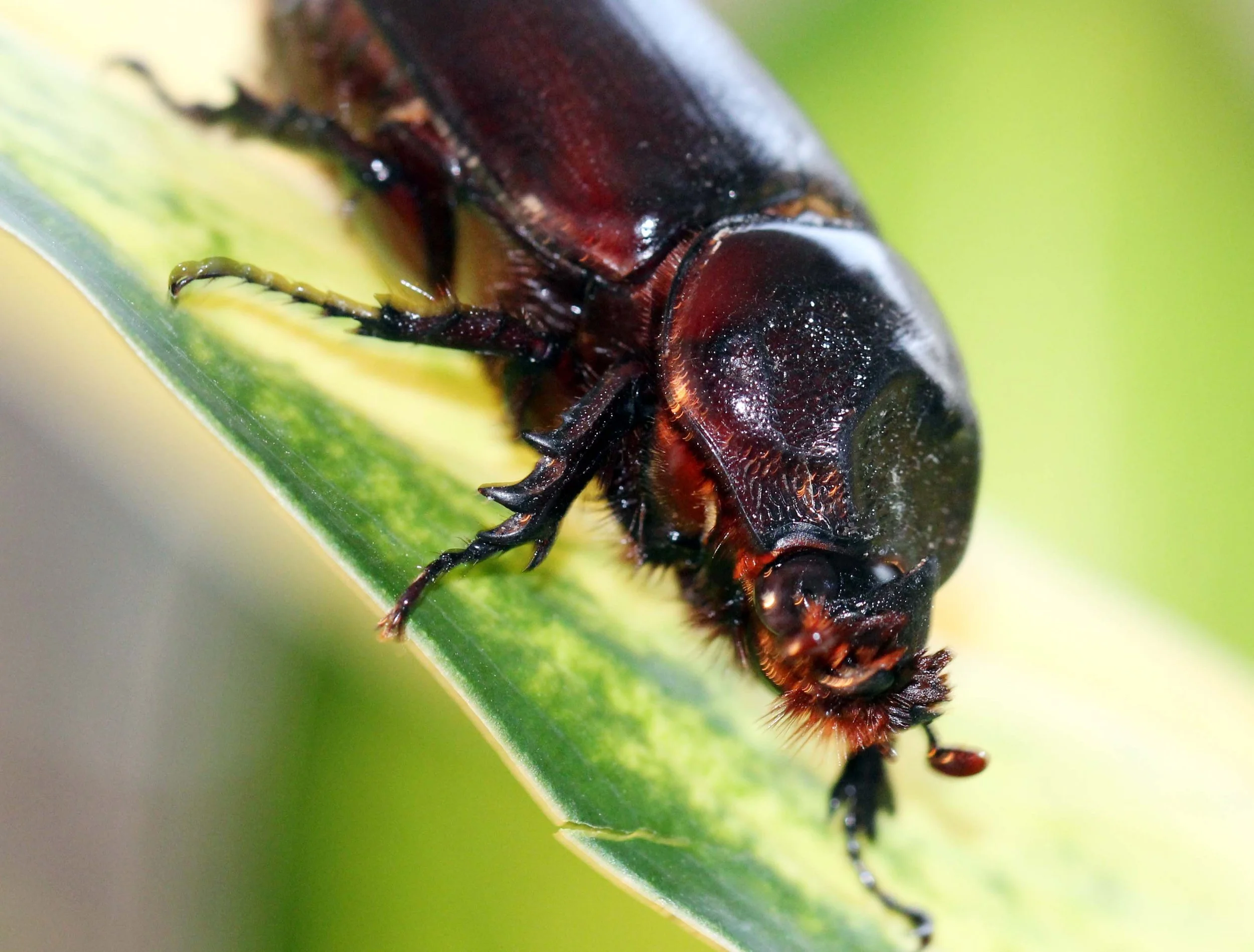 Oryctes rhinoceros - Bangkok, Thailand - March 2014 (35).JPG