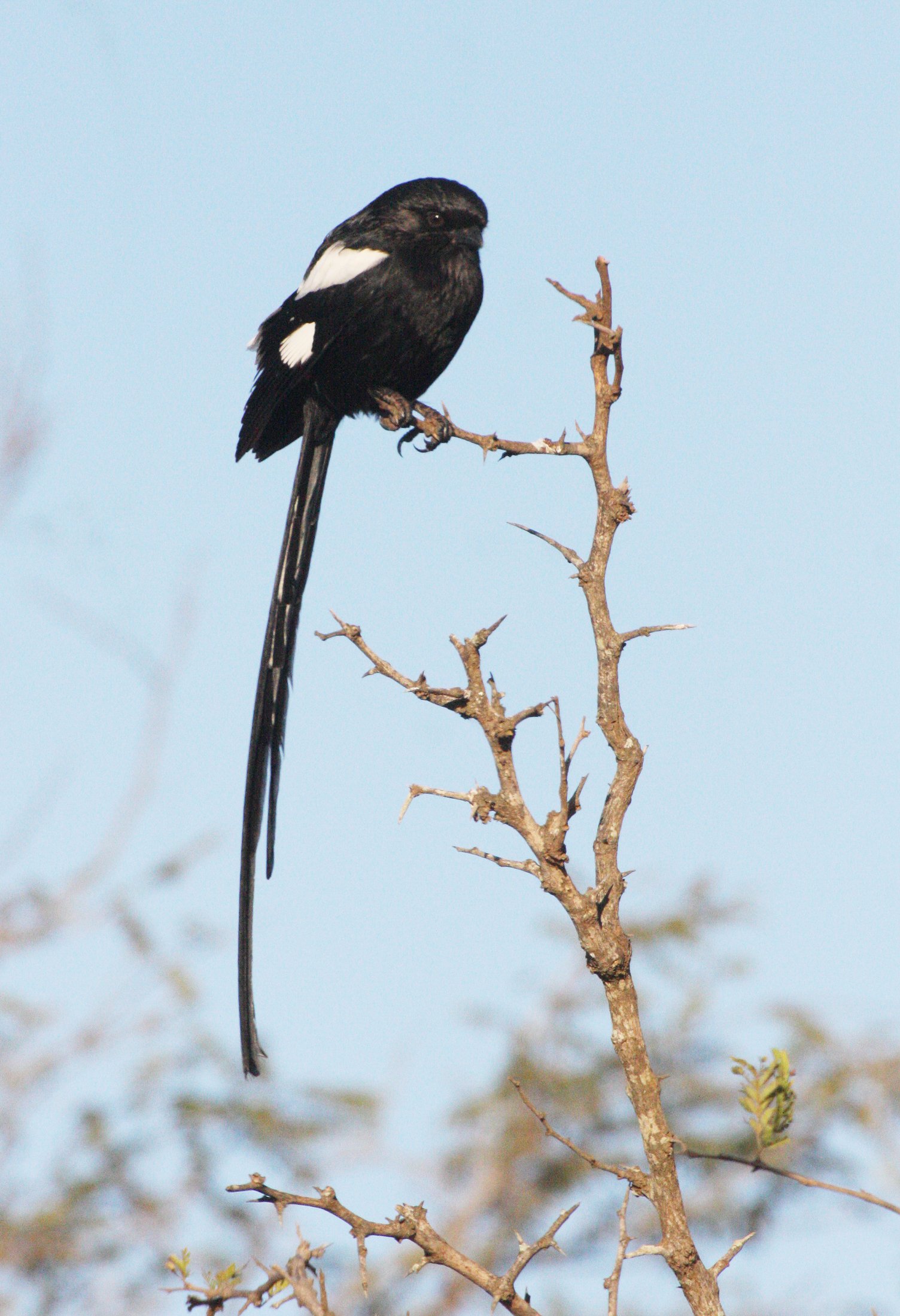 Magpie (Long-tailed) Shrike (Lanius melanoleucus) Kruger NP South Africa (4).JPG