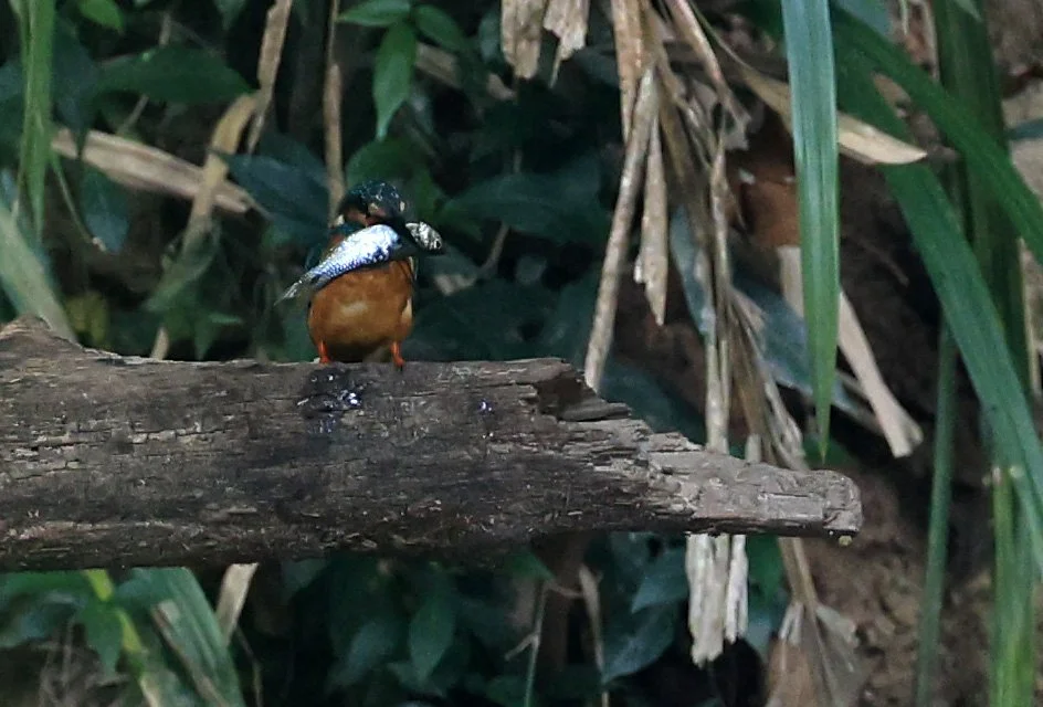 Blue-eared Kingfisher (Alcedo meninting) Khao Yai National Park Feb 2026 Day 3 (2).jpg