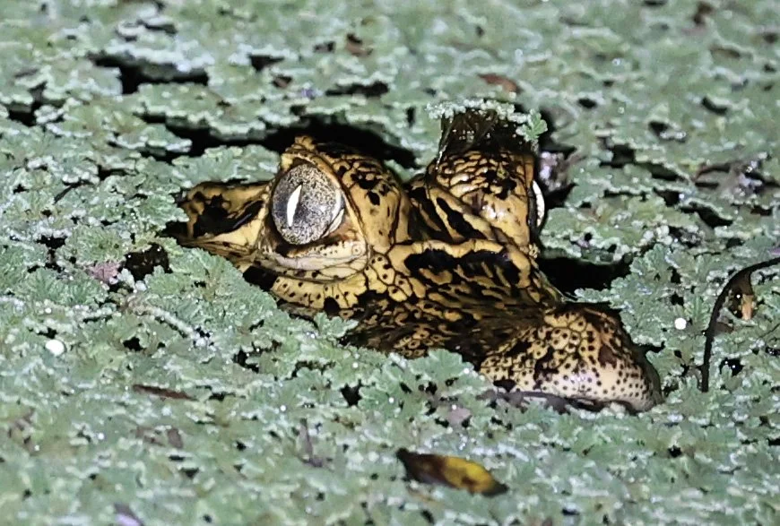 Yacare Caiman (Caiman yacare) Fortin Toledo Paraguay (2).jpg