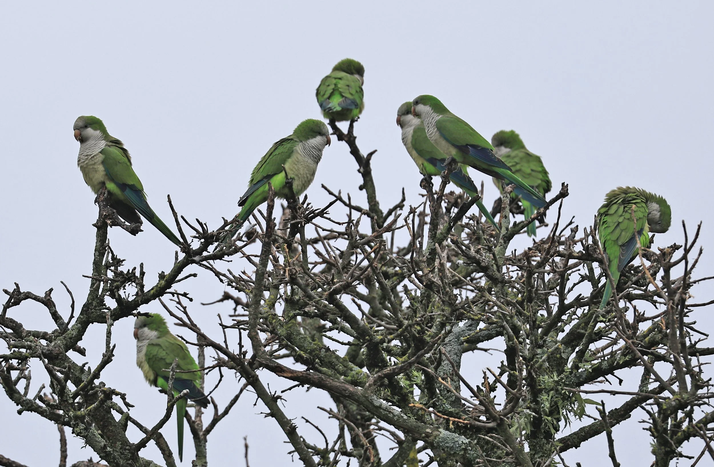 Monk Parakeets (Myiopsitta monachus) El Palmar National Park, Entre Rios, Argentina day 2 (5).jpg