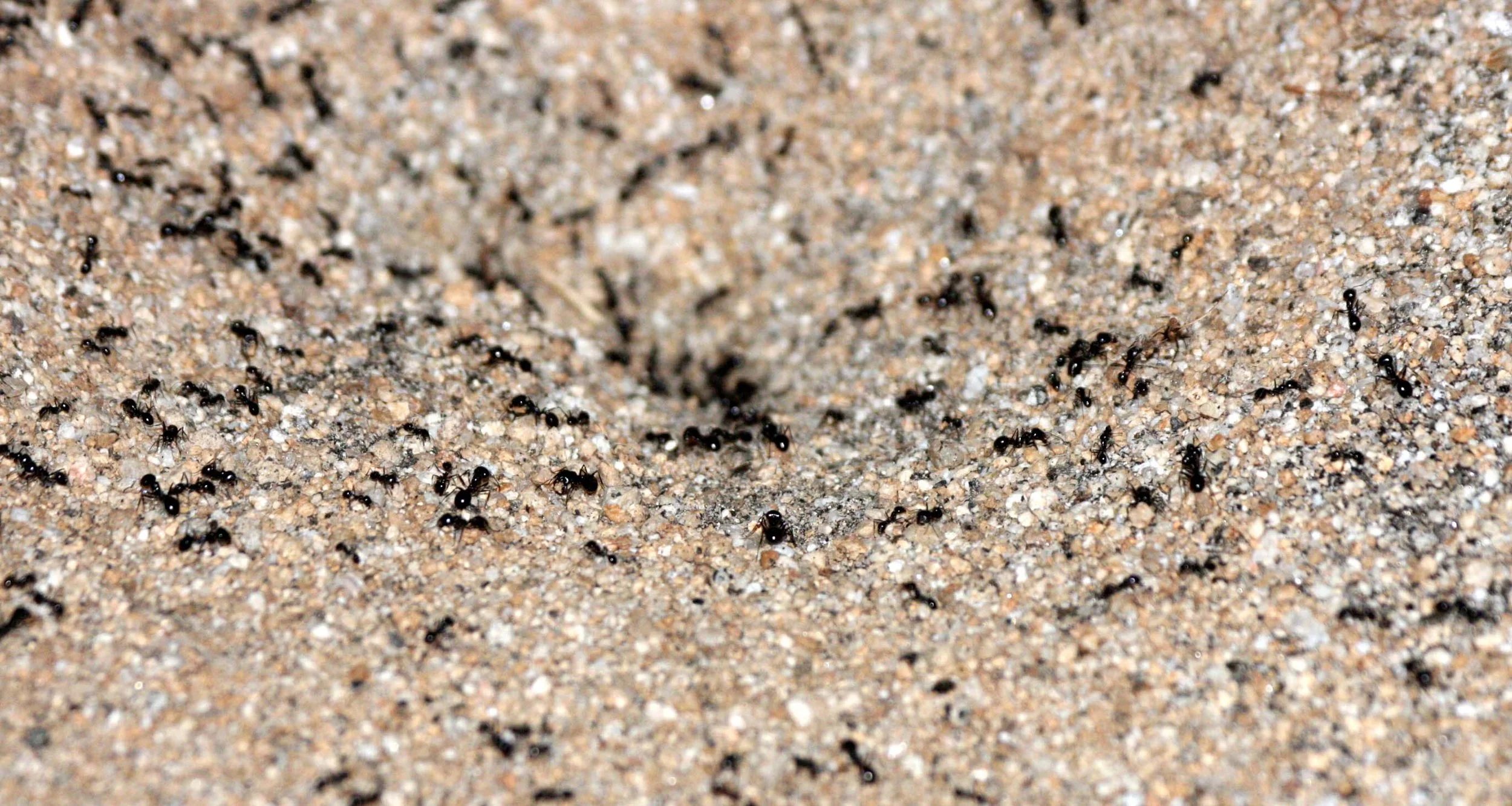 Formicidae species 3 - Catavina Desert, Baja Mexico