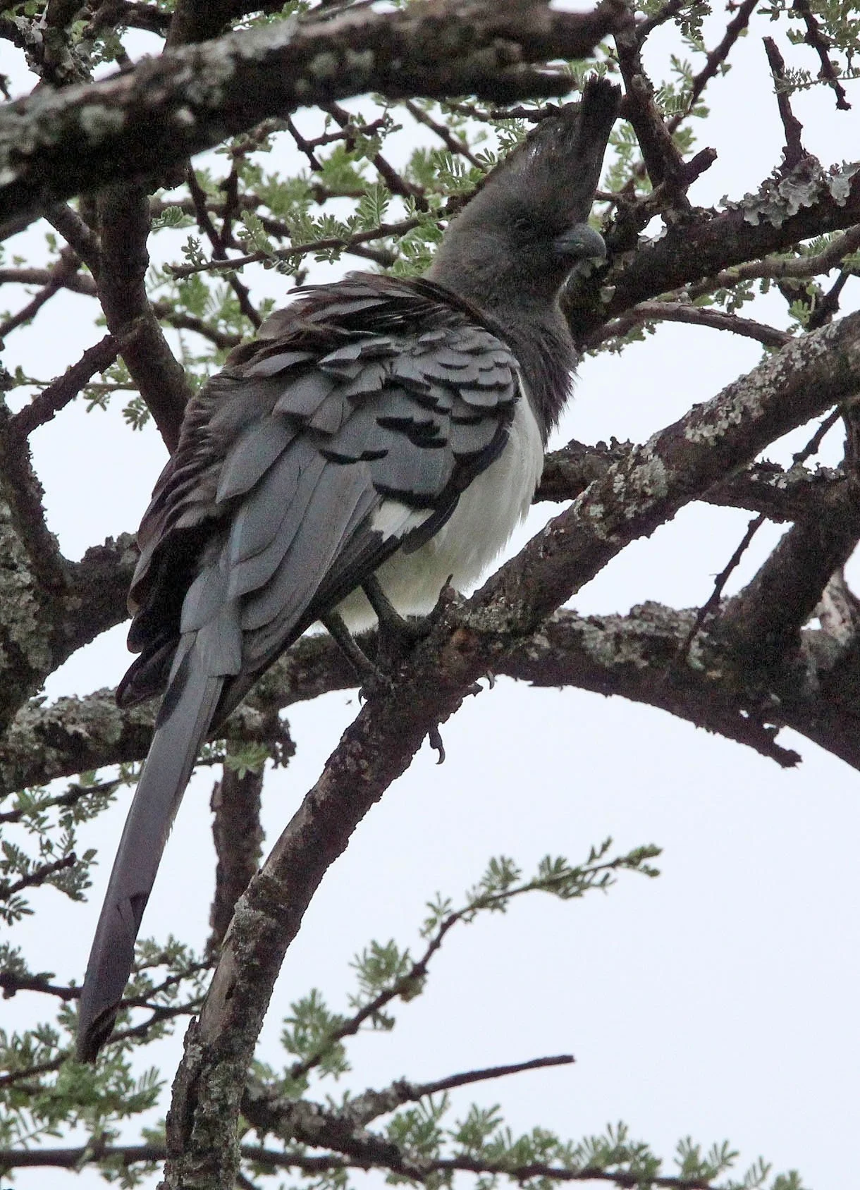 White-bellied Go-away-bird (Crinifer leucogaster) Abiata-Shalla NP Ethiopia (4).JPG
