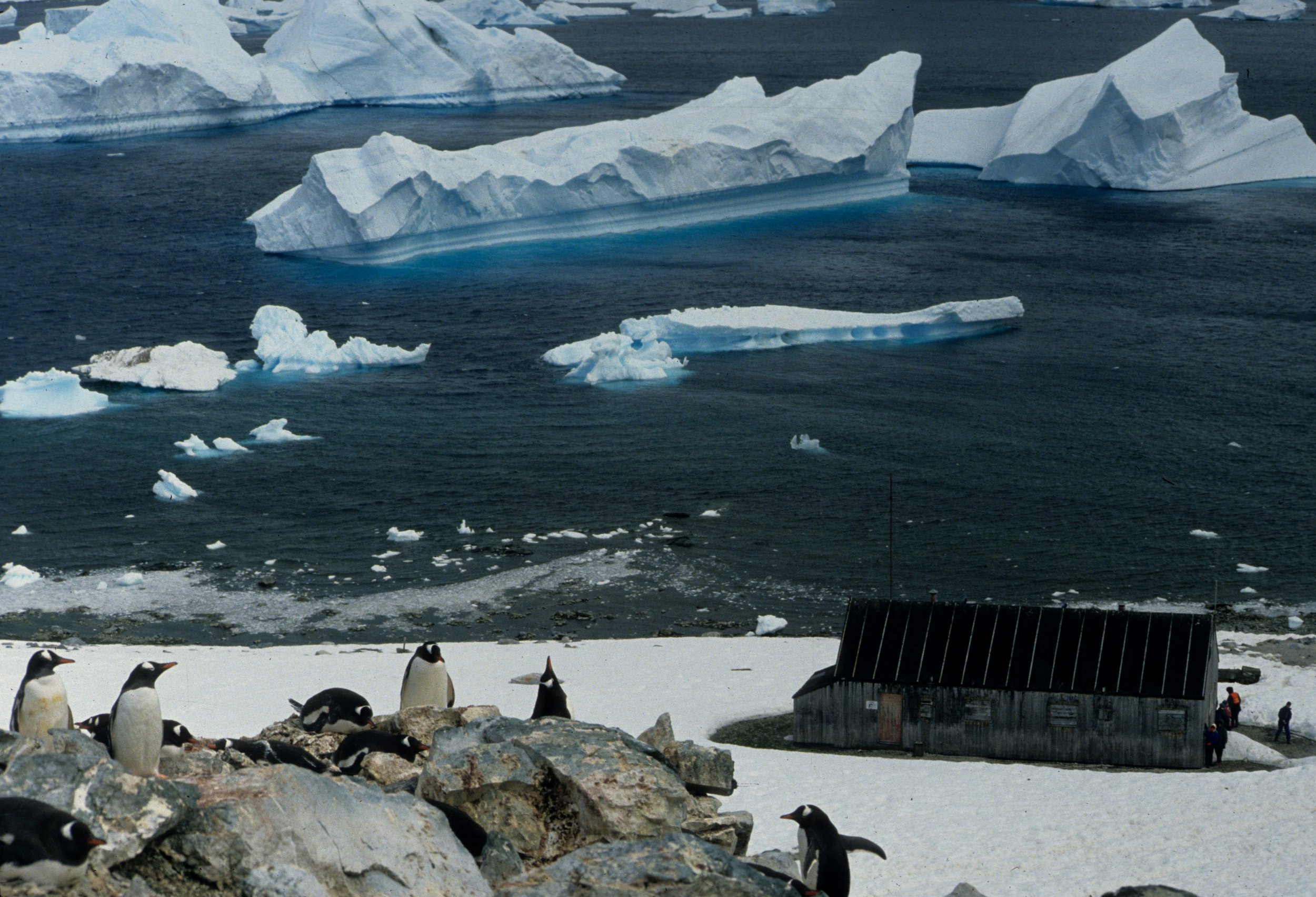 Gentoo Penguin (Pygoscelis papua) Danco Island Antarctic Peninsula (15).jpg