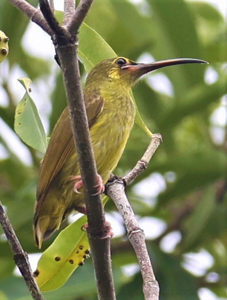 Yellow-eared Spiderhunter (Arachnothera chrysogenys)
