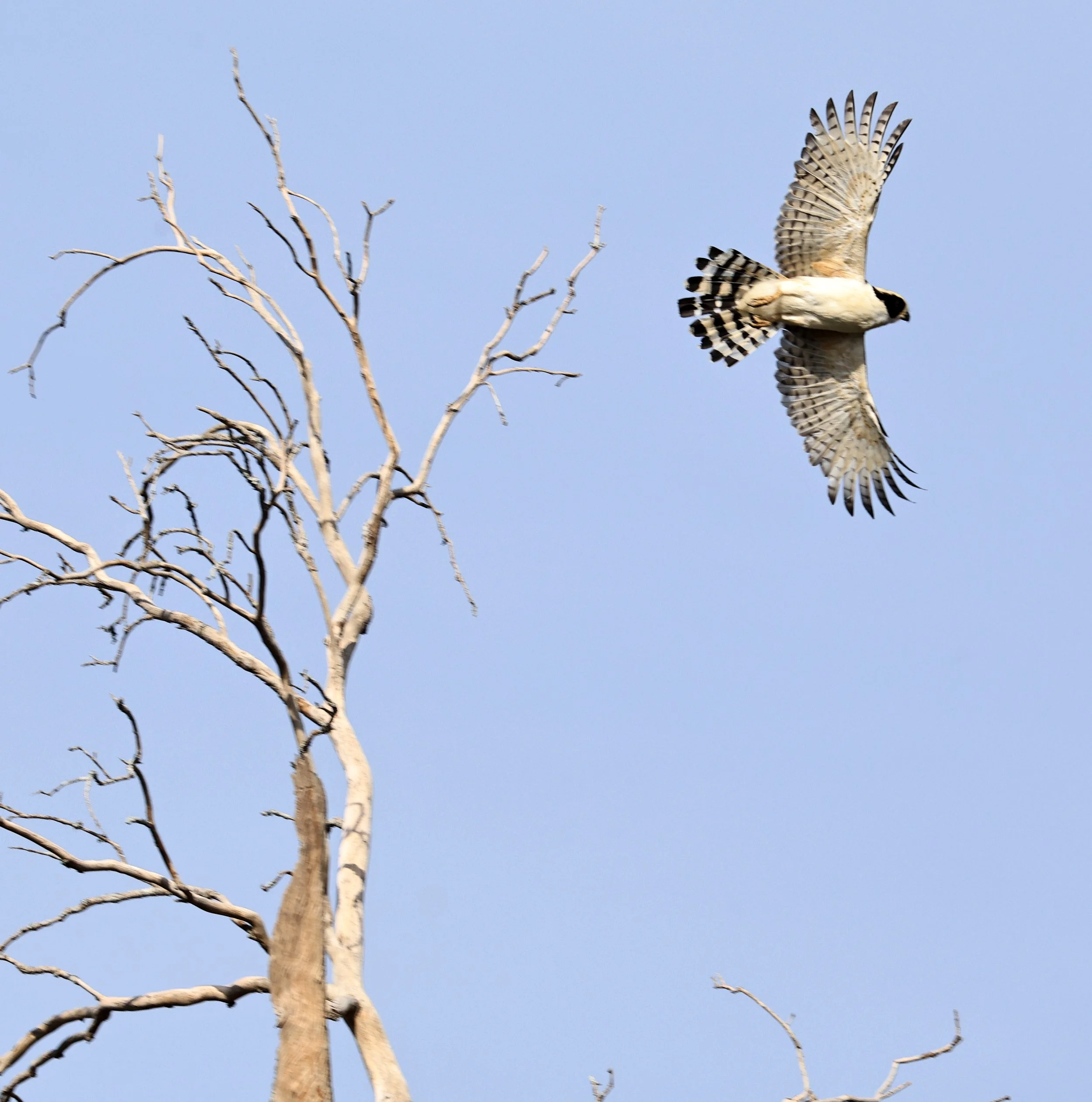 Laughing Falcon (Herpetotheres cachinnans) Reserva Natural Canada el Carmen, Paraguay (22).jpg