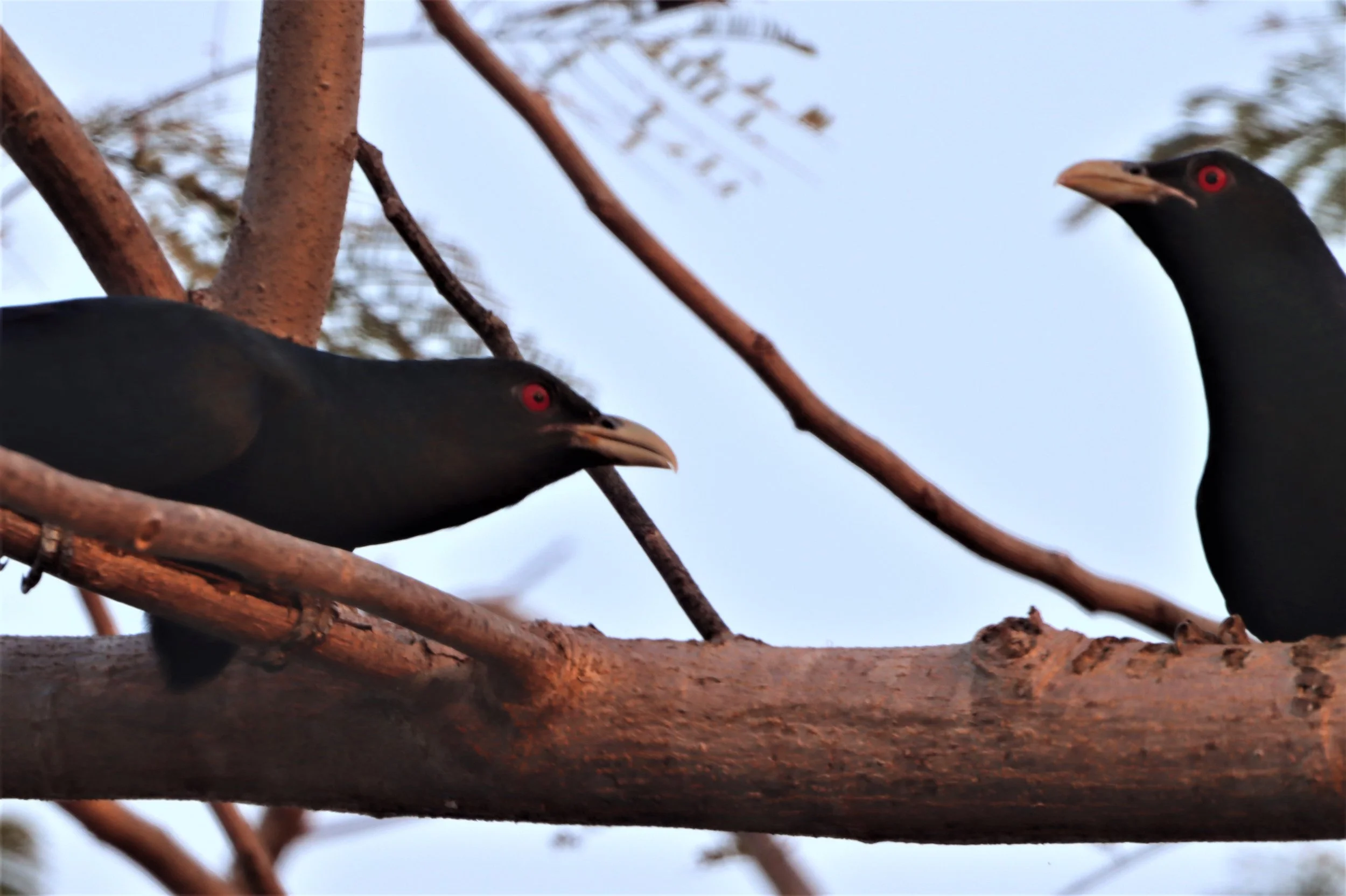 Asian Koel (Eudynamys scolopacea) Lat Krabang Thap Yao Rice Fields Bangkok (12).jpg