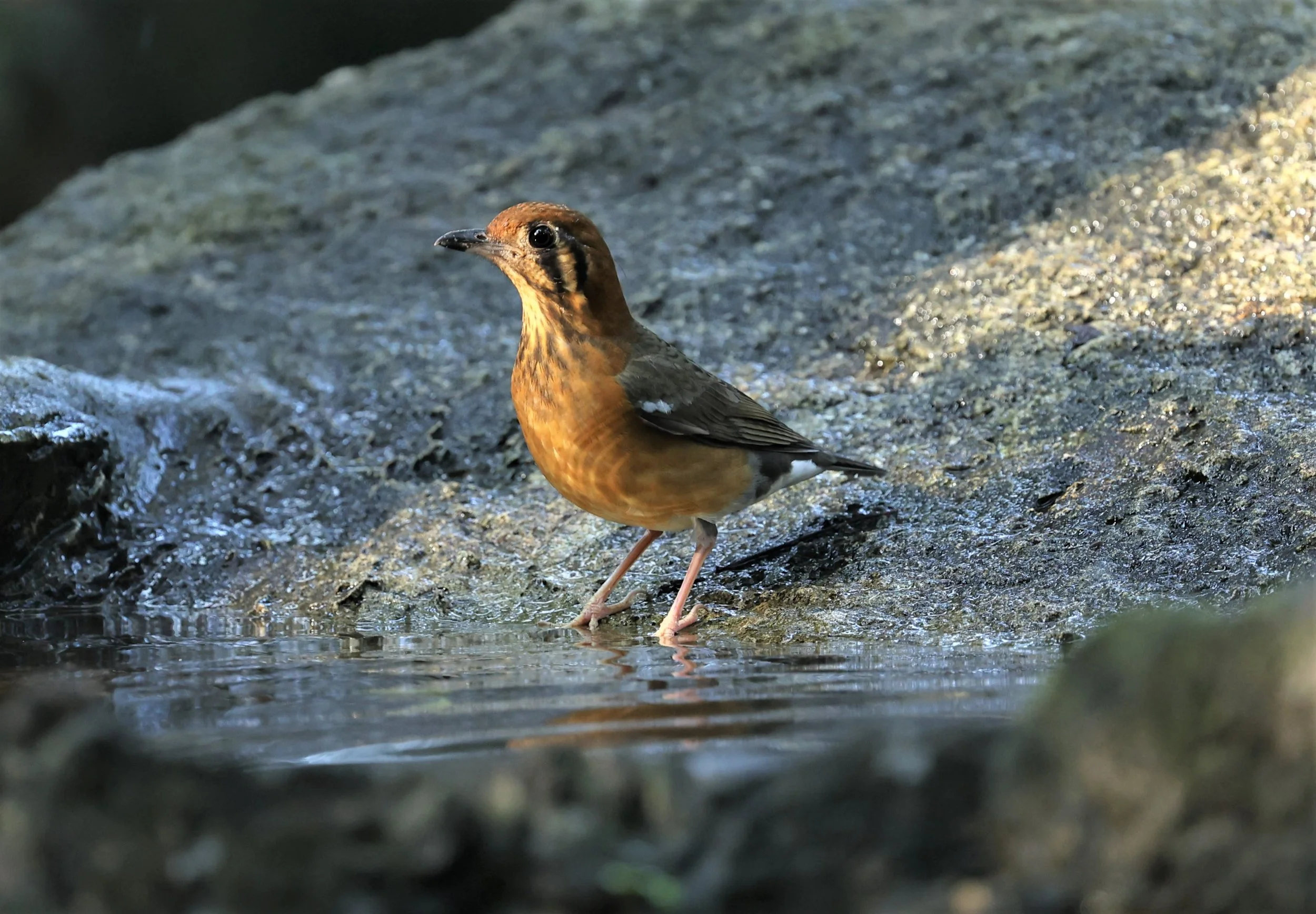Orange-headed Thrush (Zoothera citrina) Wat Tham Prathum Chonburi Thailand (13).jpg