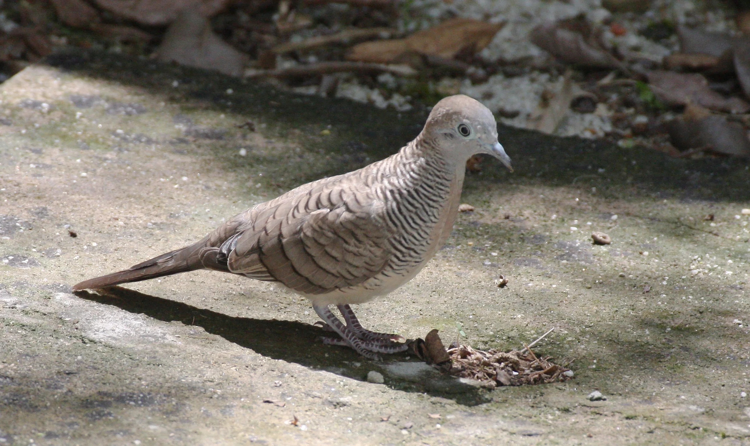 Zebra dove (Geopelia striata) Koh Lanta Thailand (3).JPG