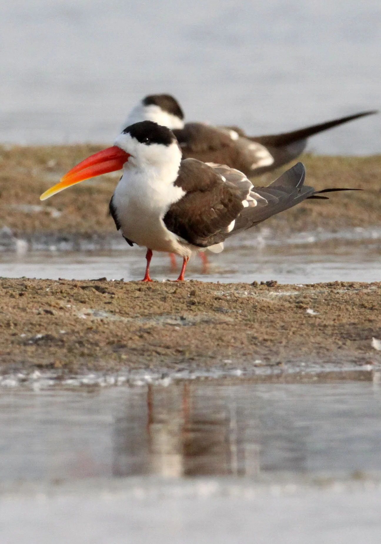 BIRD - SKIMMER - INDIAN SKIMMER - CHAMBAL SANCTUARY INDIA (32).JPG