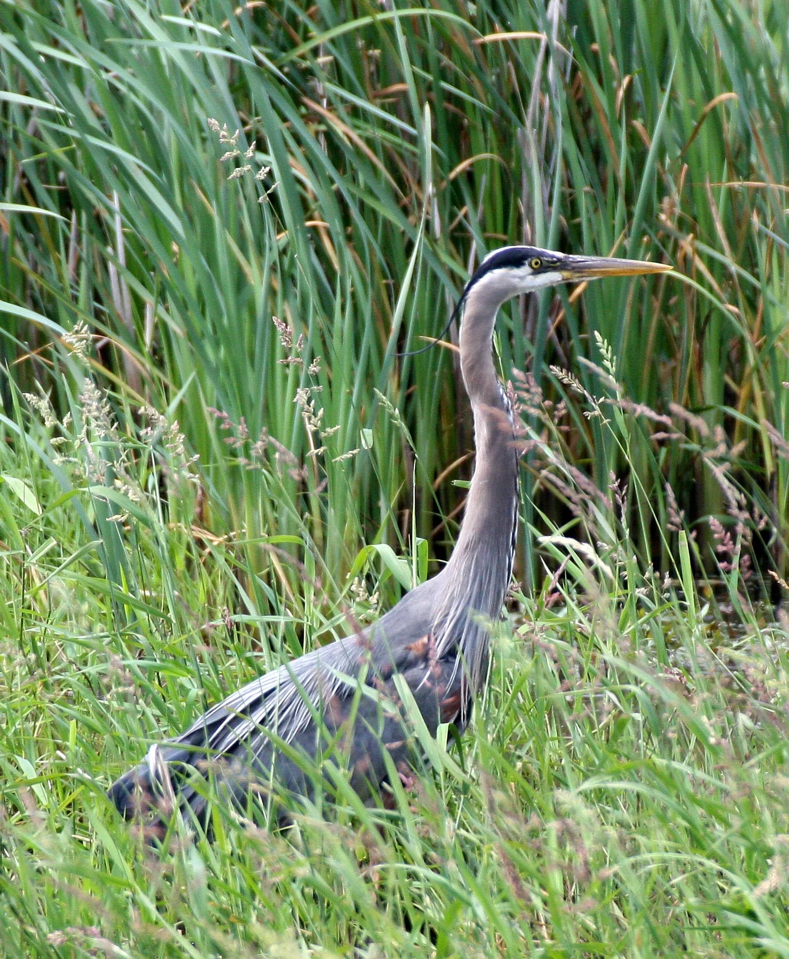 HERON - GREAT BLUE HERON- Ardea herodias - RIDGEFIELD NATIONAL WILDLIFE REFUGE WASHINGTON (8).JPG