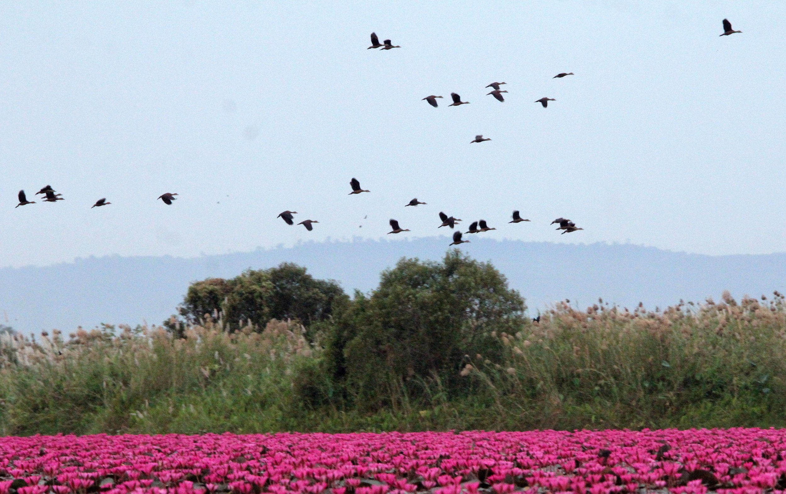 2018 Red Lotus Sea Wetlands Udon Thani Road Trip (68).JPG