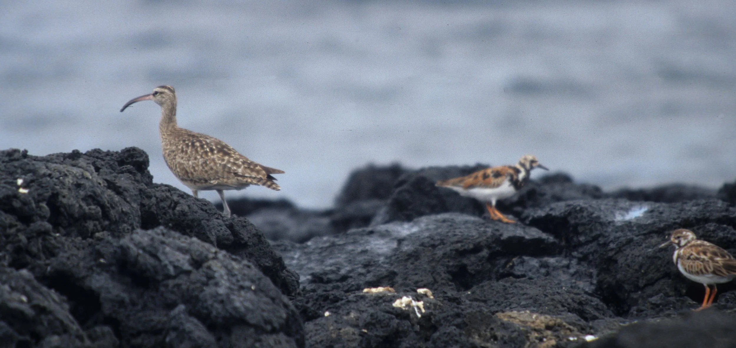 BIRD - WHIMBREL AND RUDDY TURNSTONE - GALAPAGOS.jpg