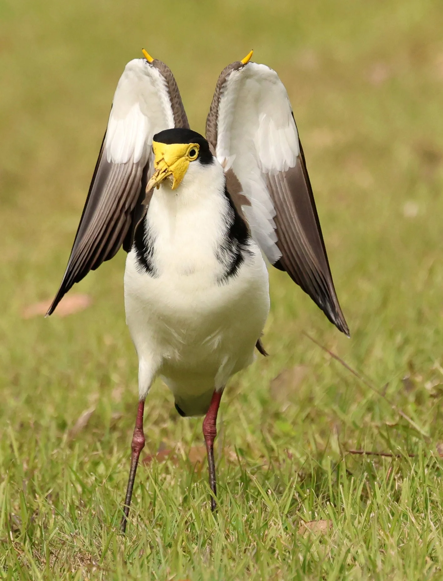 Masked Lapwing (Vanellus miles) Canungra near Lamington NP - Queensland (25).jpg