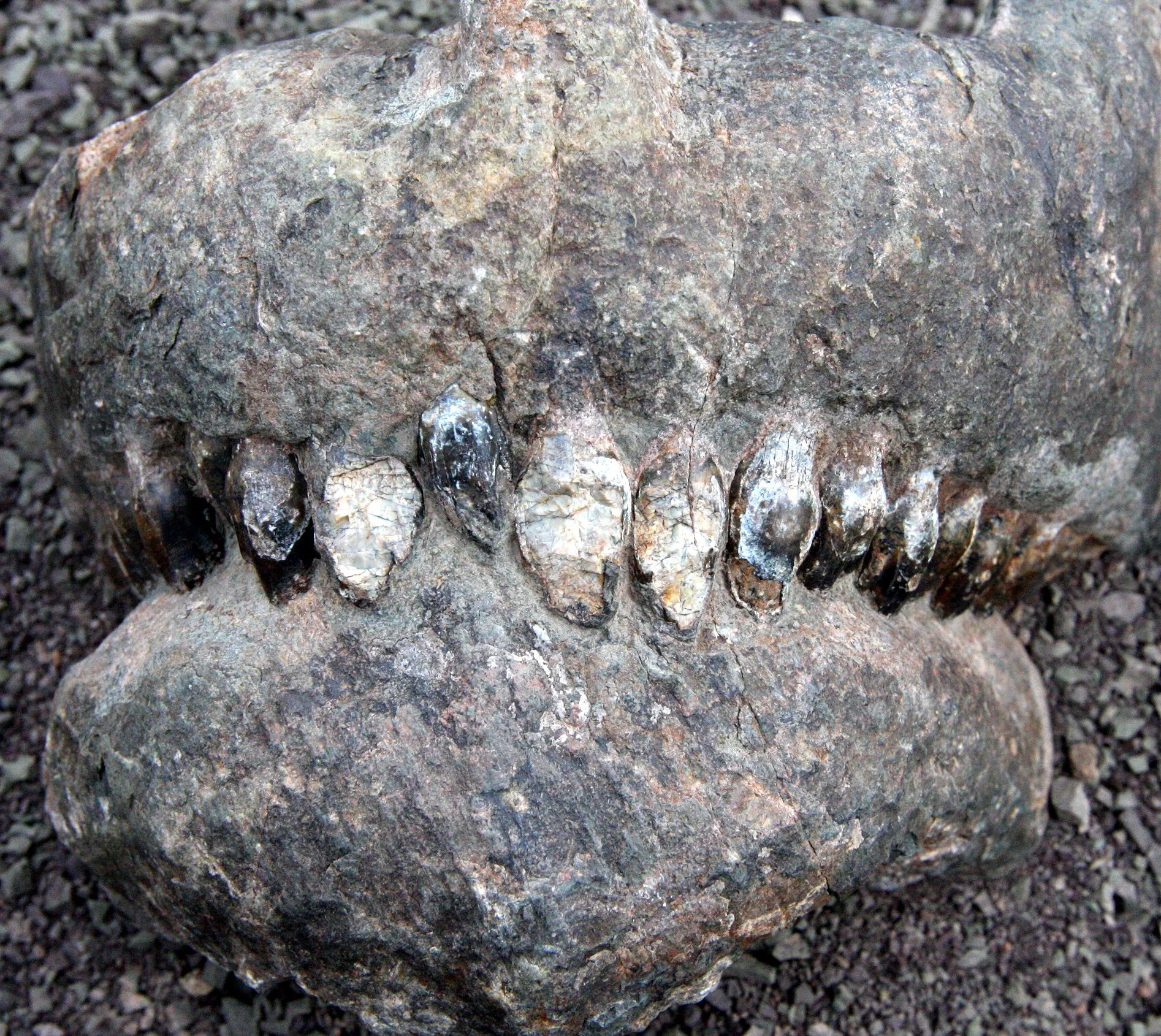 Karoo National Park, South Africa