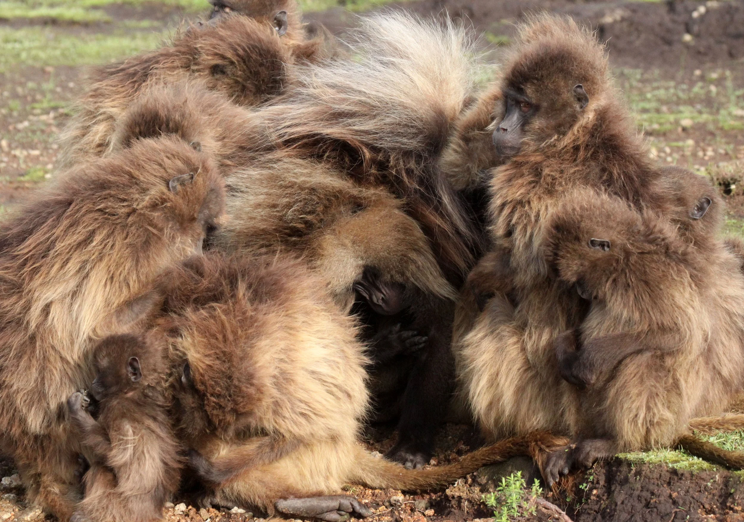 CERCOPITHECIDAE - Theropithecus gelada - GELADA - SIMIEN MOUNTAINS NATIONAL PARK ETHIOPIA (1562).JPG