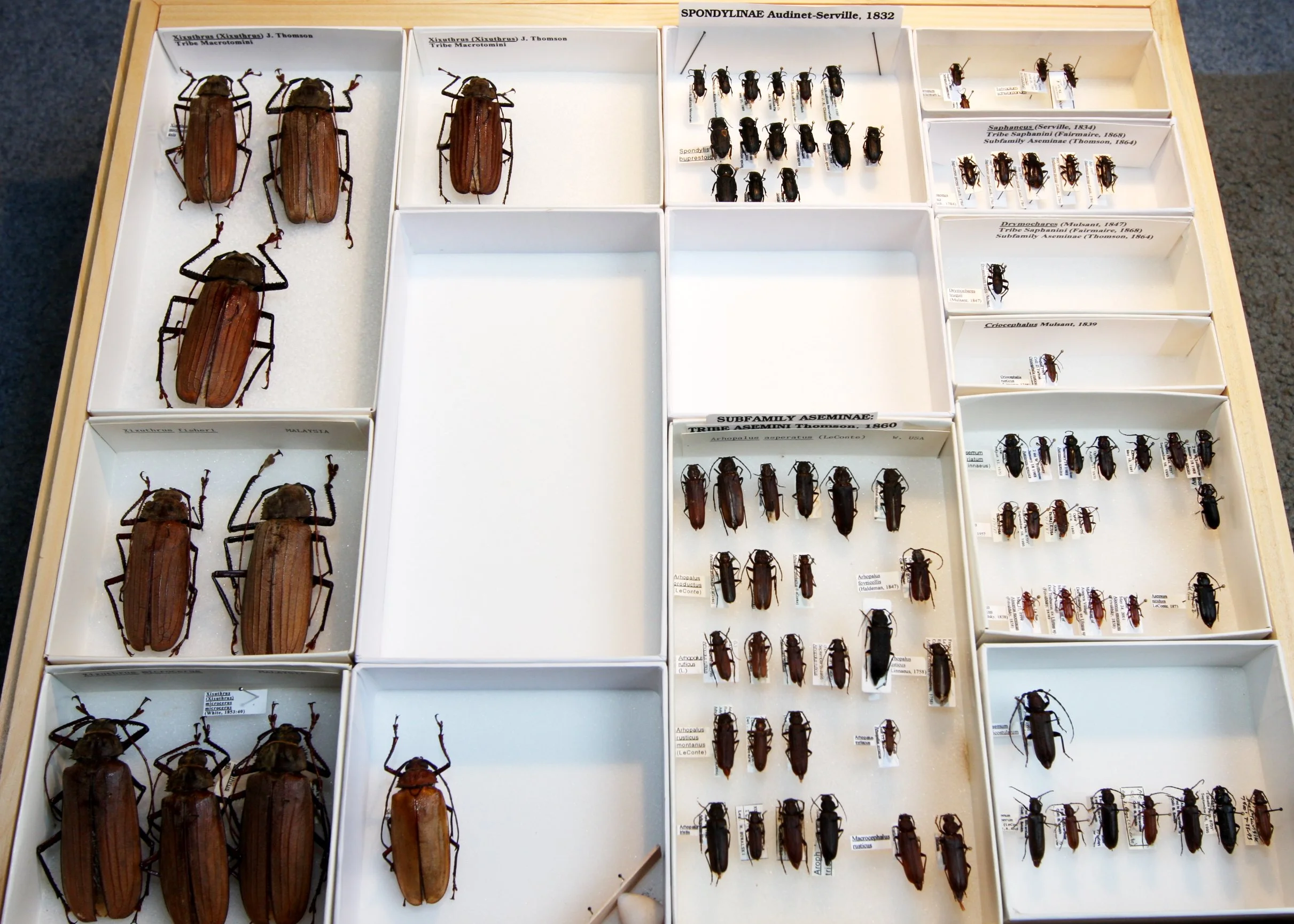 Prioninae 13  Xixuthrus, Subfamily Aseminae.JPG