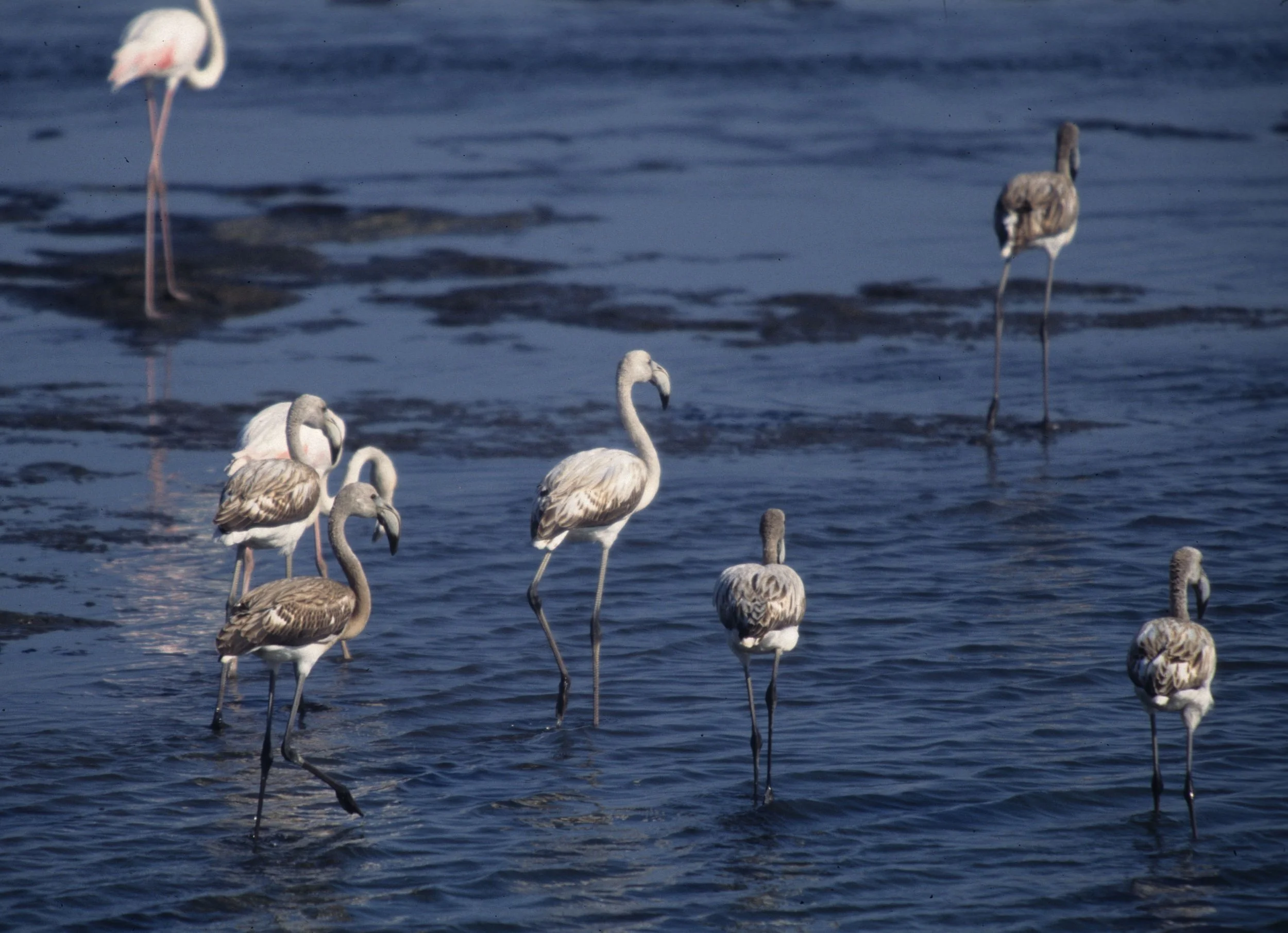 BIRDS - FLAMINGO - GREATER - NAMIBIA COAST H.jpg