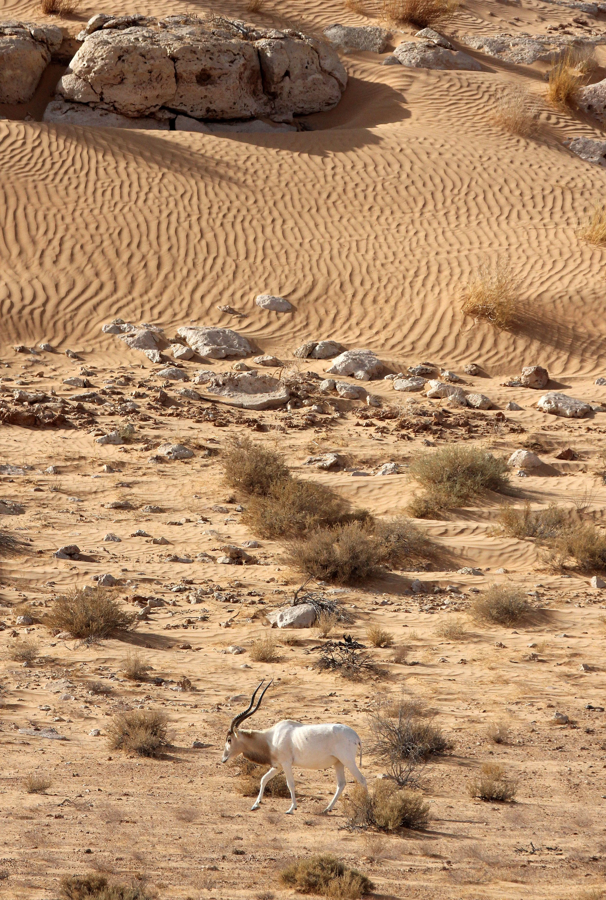ADDAX - Addax nasomaculatus - JEBIL NATIONAL PARK TUNISIA (161).JPG