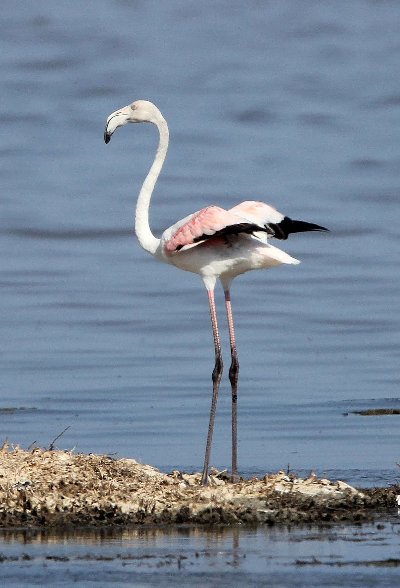 Phoenicopterus roseus - Greater Flamingo - Korba Wetlands, Tunisia (4).JPG