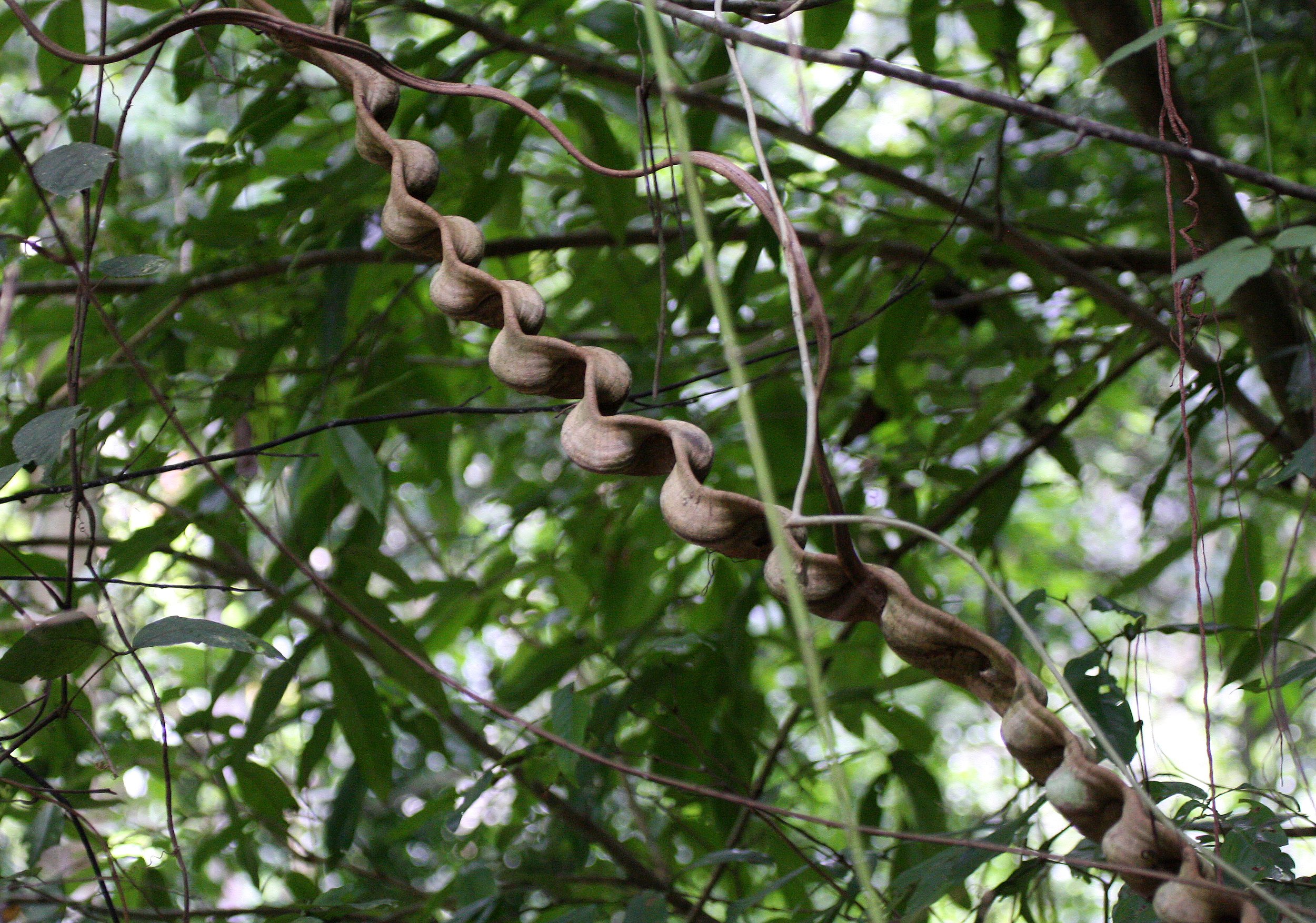 KRUNG CHIN NP THAILAND - LIANA.JPG