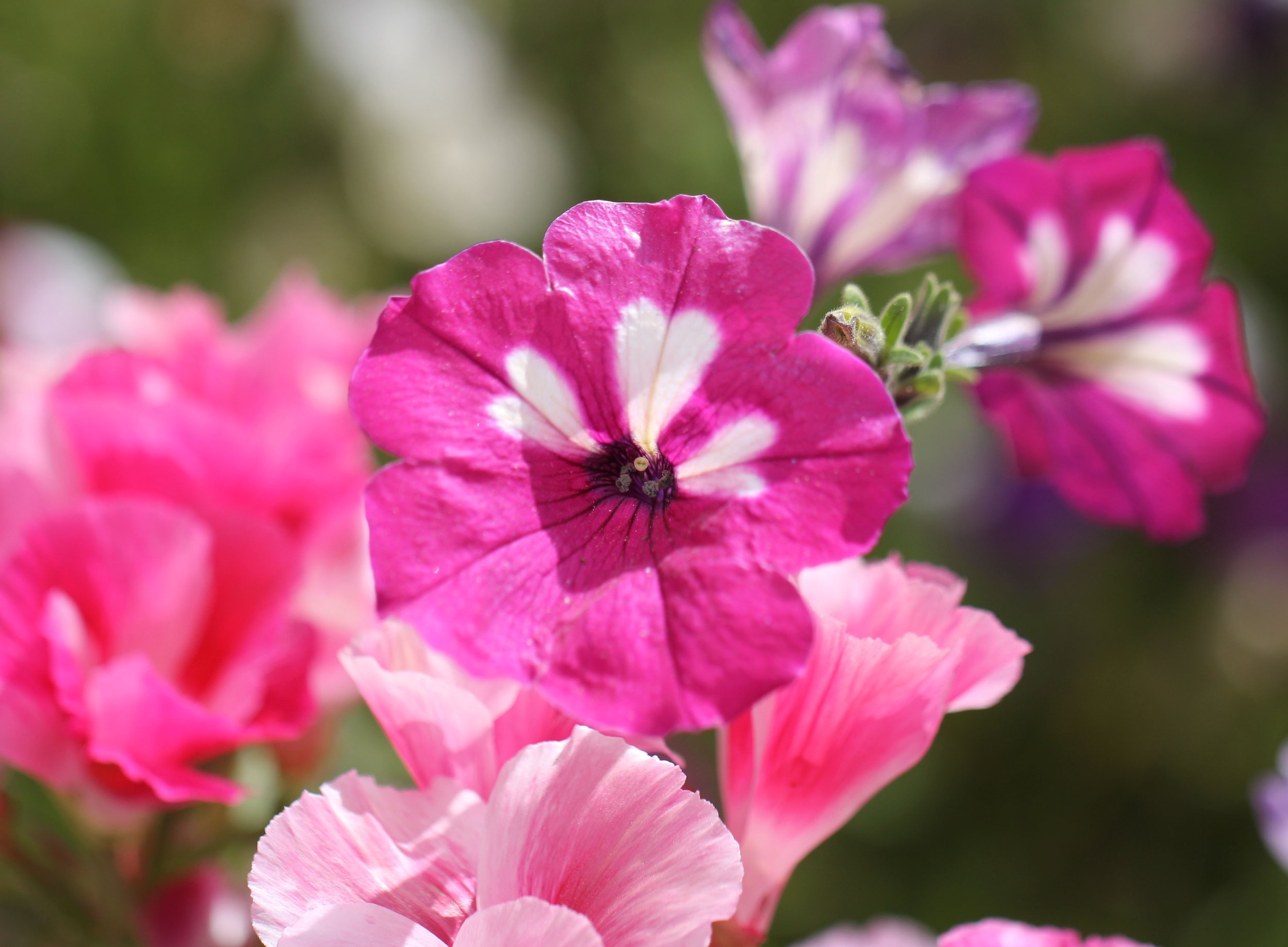 LEH, LADAKH INDIA - SNOW LEOPARD EXPEDITION (40).JPG