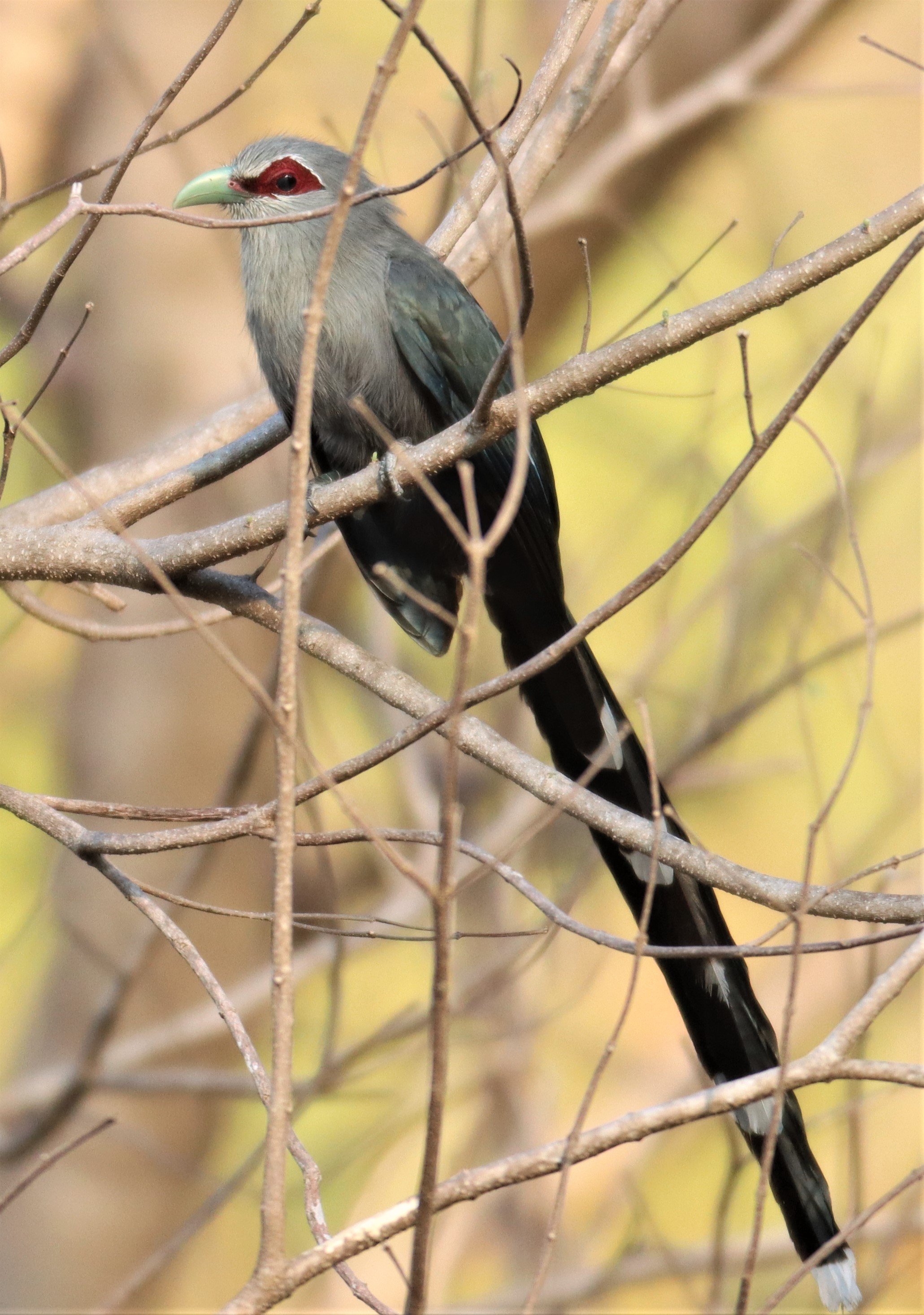 Green-billed Malkoha (Phaenicophaeus tristis) Pak Chong Hot Springs Thailand (16).jpg