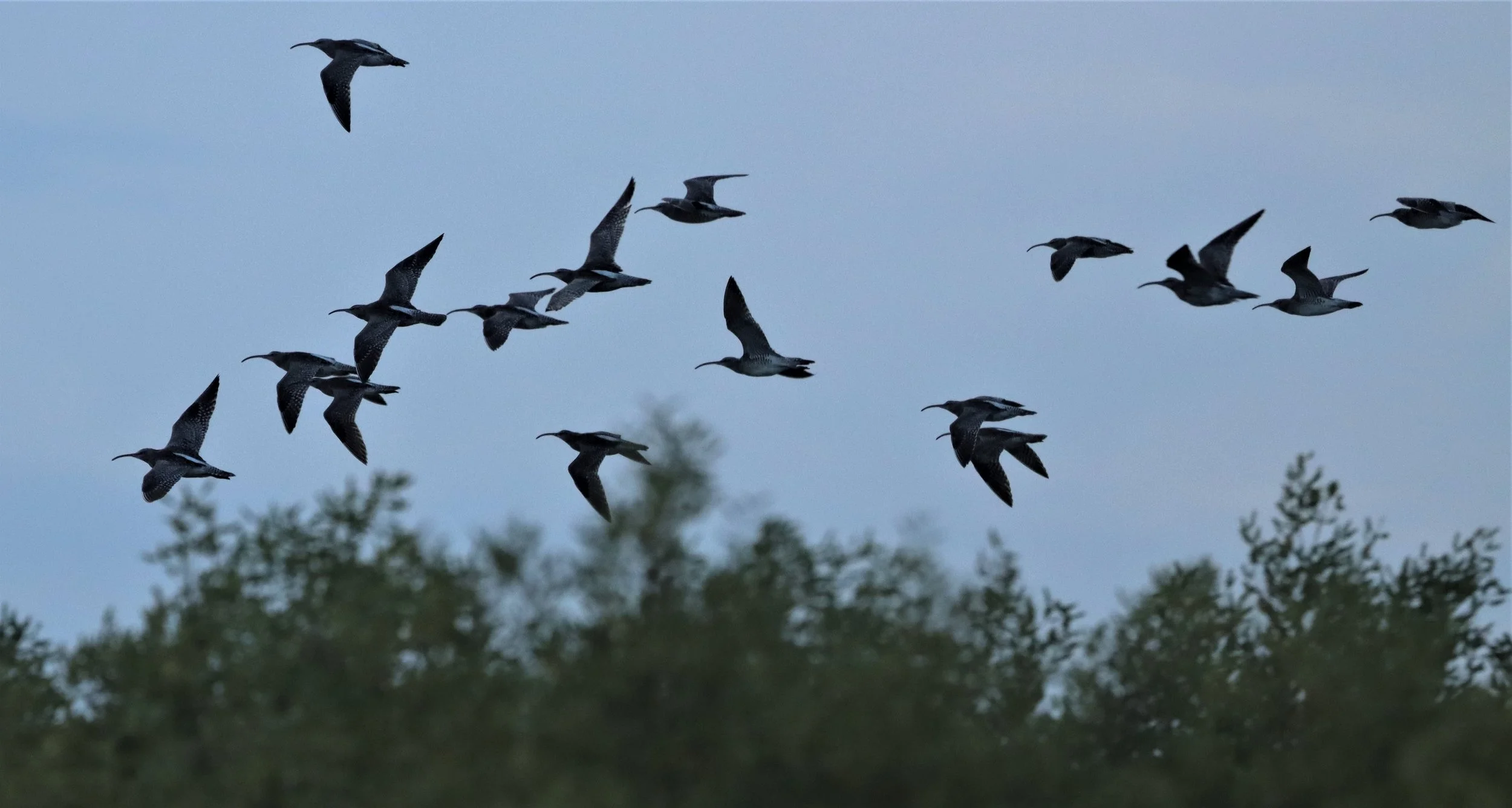 CURLEW - EURASIAN CURLEW - Numenius arquata - PAK THALE PETBURI (4).jpg