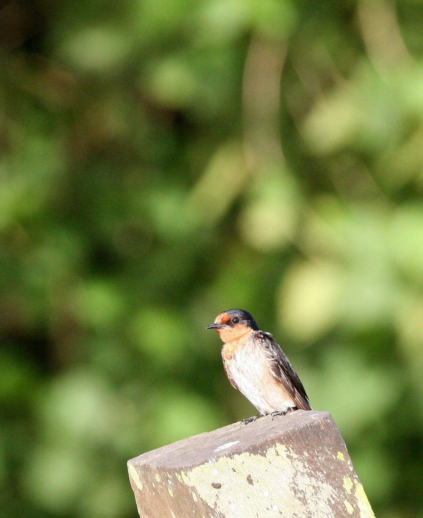 Pacific Swallow (Hirundo tahitica) Kinabatangan River Borneo.JPG