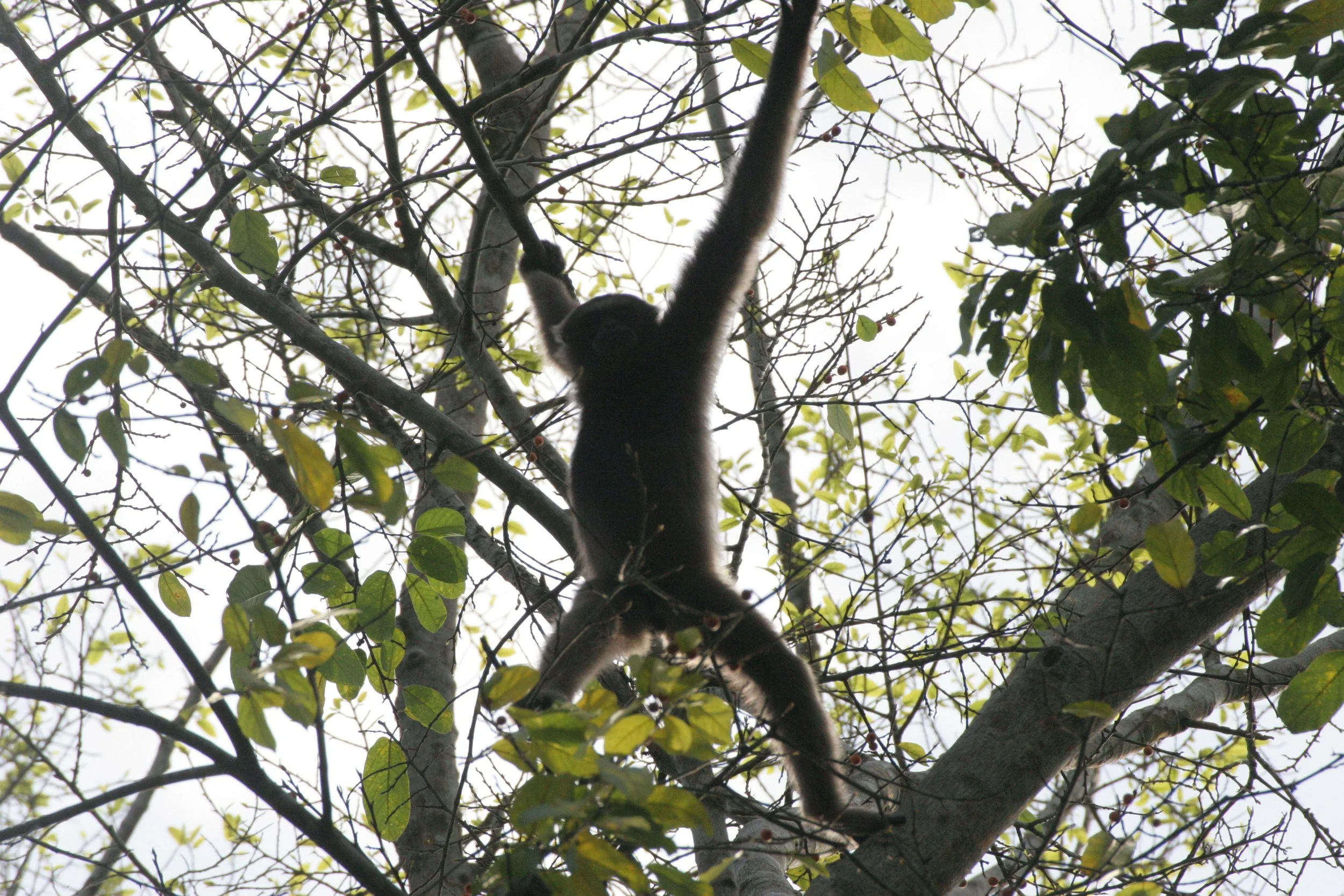 HYLOBATIDAE - Hylobates muelleri - MUELLER'S (GRAY) GIBBON - TABIN WILDLIFE RESERVE  (104).JPG