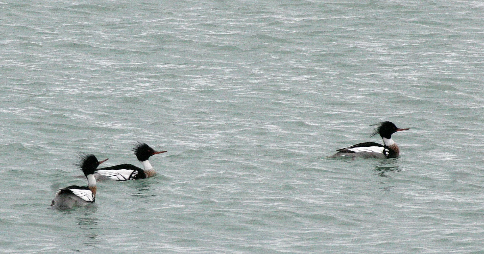 MERGANSER - RED-BREASTED MERGANSER - Mergus serrator - MONTROSE PARK CHICAGO (4).JPG