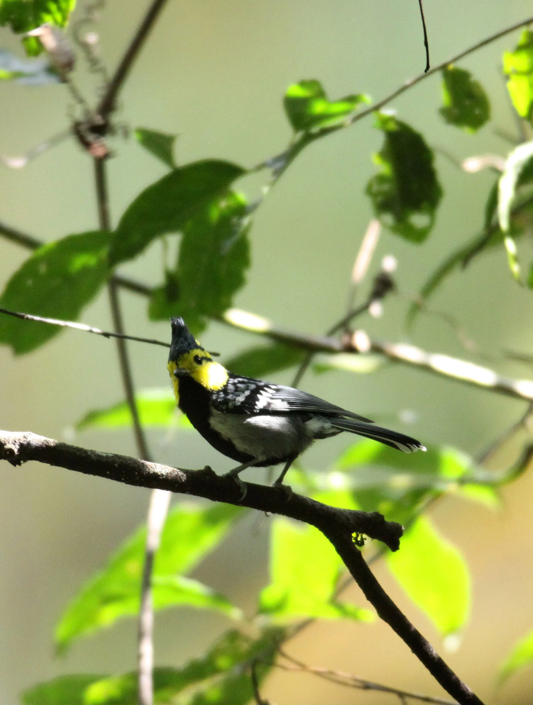 Yellow-cheeked Tit (Machlolophus spilonotus) Wuliangshan Nature Reserve, Yunnan China (5).JPG