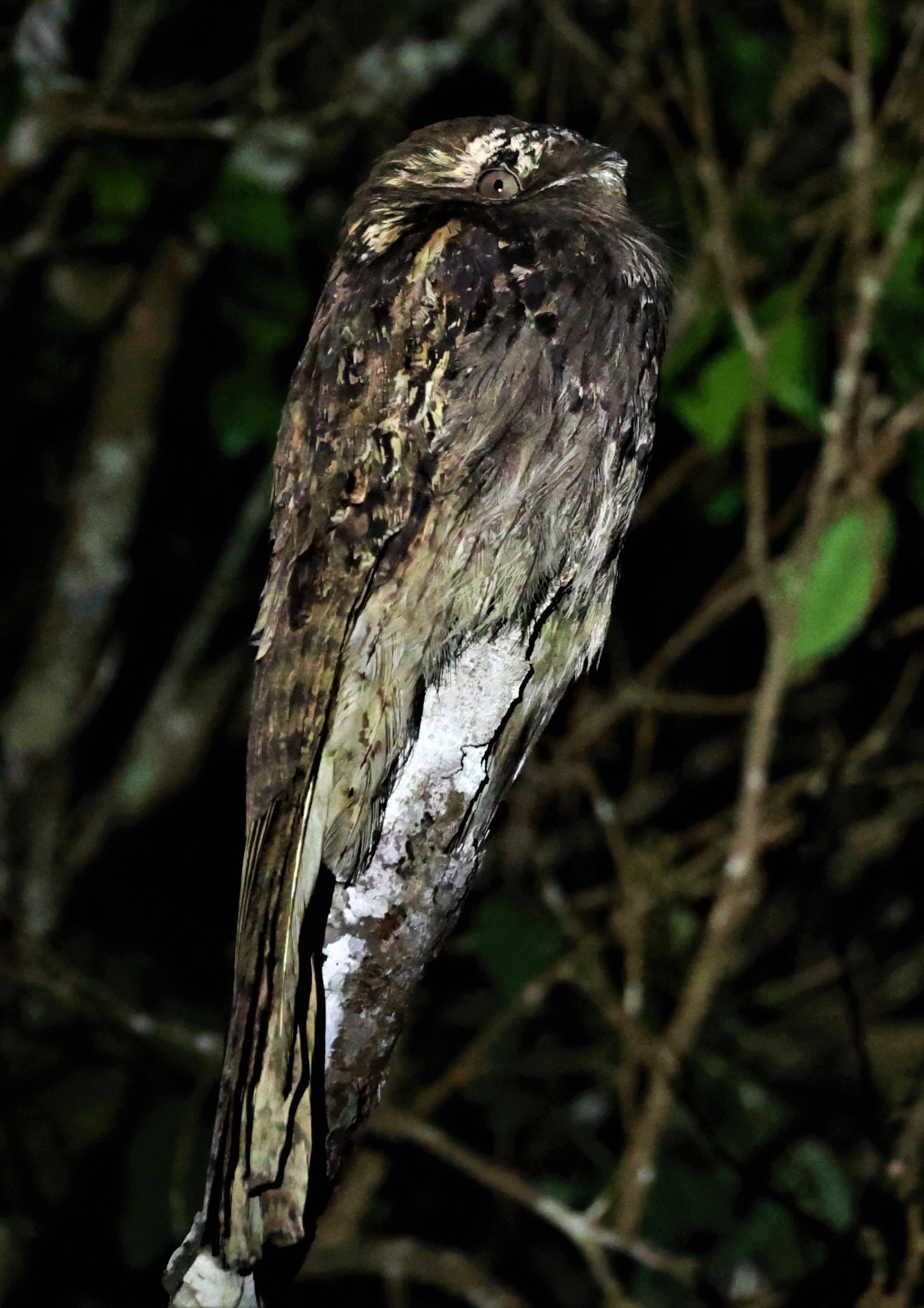 Potoo - Common Potoo - Nyctibius griseus - Augusto Ruschi Biological Reserve, Santa Teresa, Brazil (3).jpg