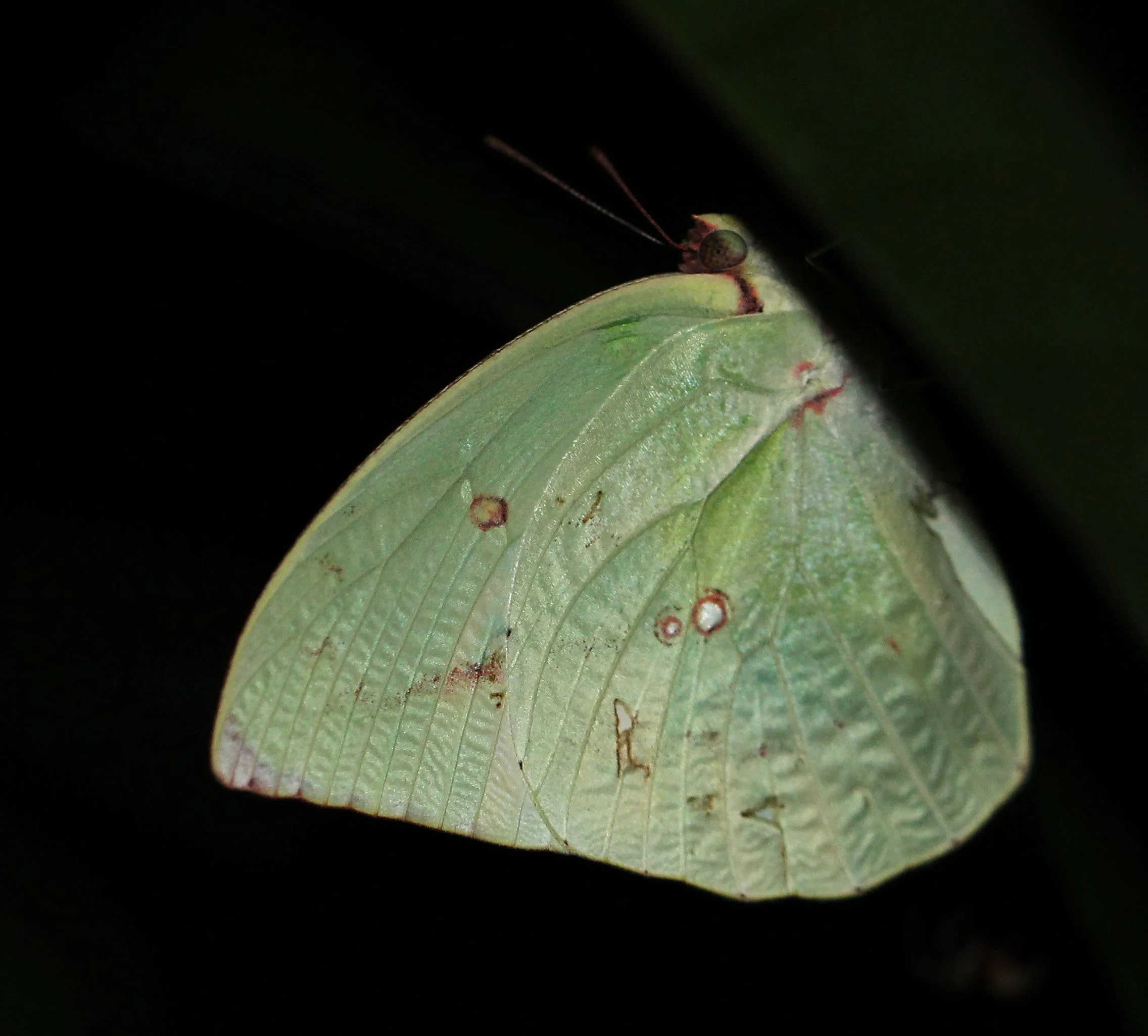 Pieridae - Catopsilia pomona - Koh Lanta, Thailand 