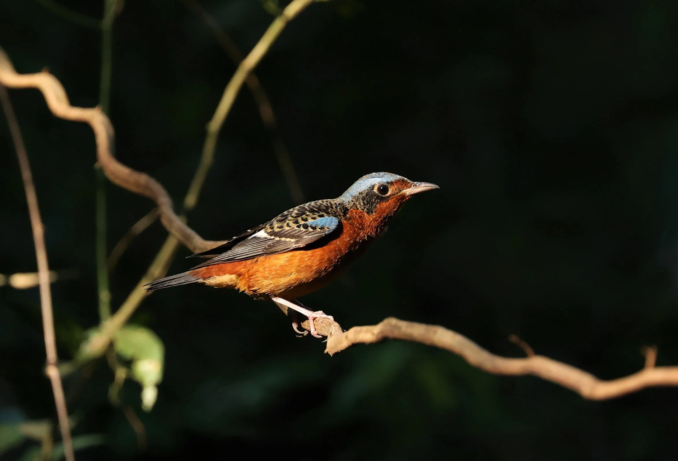 ROCK-THRUSH - WHITE-THROATED ROCK-THRUSH - Monticola gularis - WAT THAM PRATHUM CHONBURI JAN 30 2022 (38).jpg