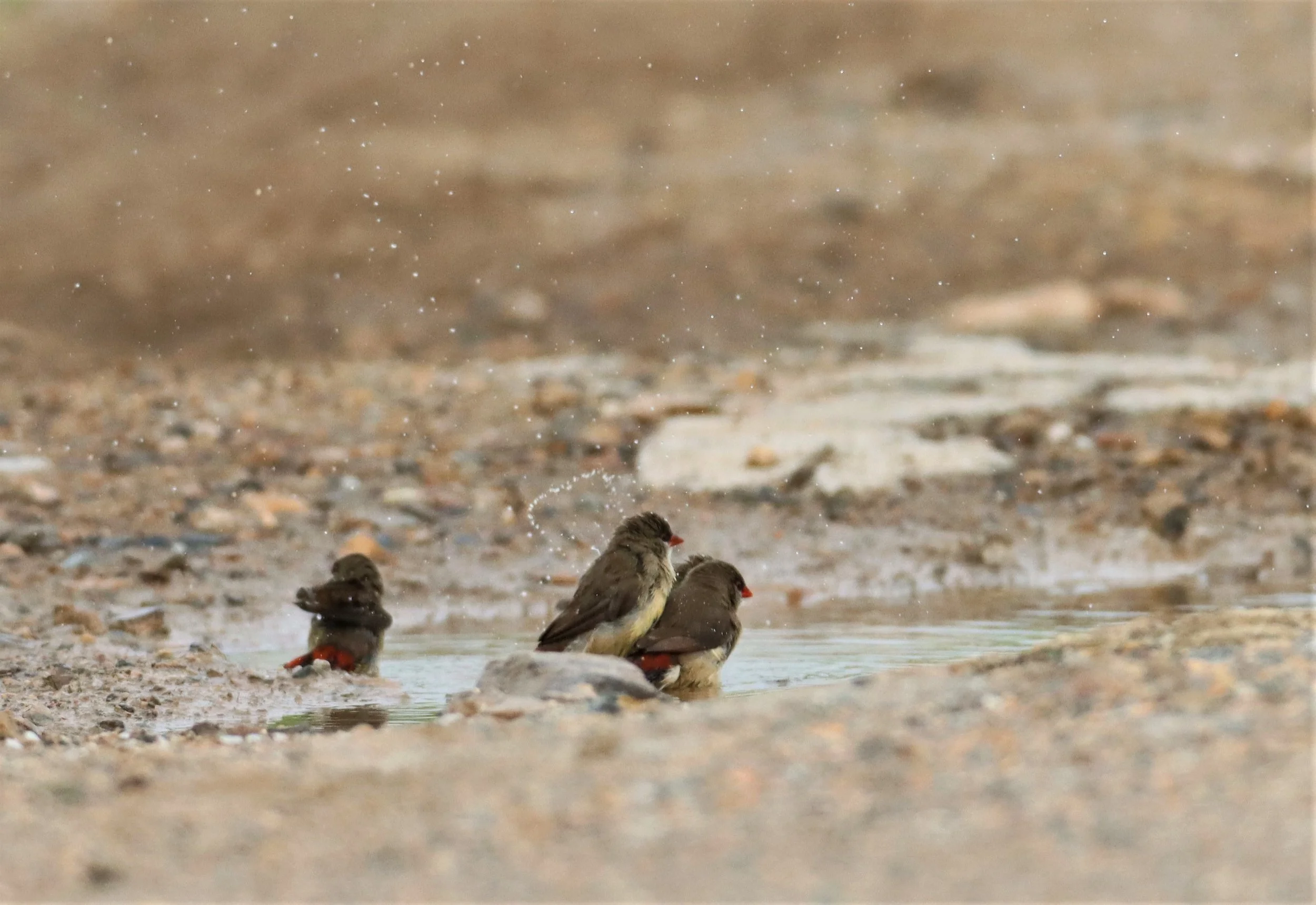RED AVADAVAT - Amandava amandava - LAT KRABANG WETLANDS THAP YAO (29).jpg