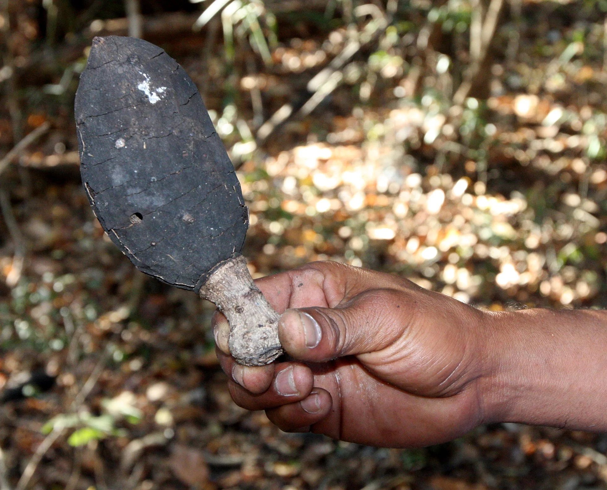 PLANT - BAOBAB - ADANSONIA ZA - KIRINDY NATIONAL PARK MADAGASCAR (2).JPG