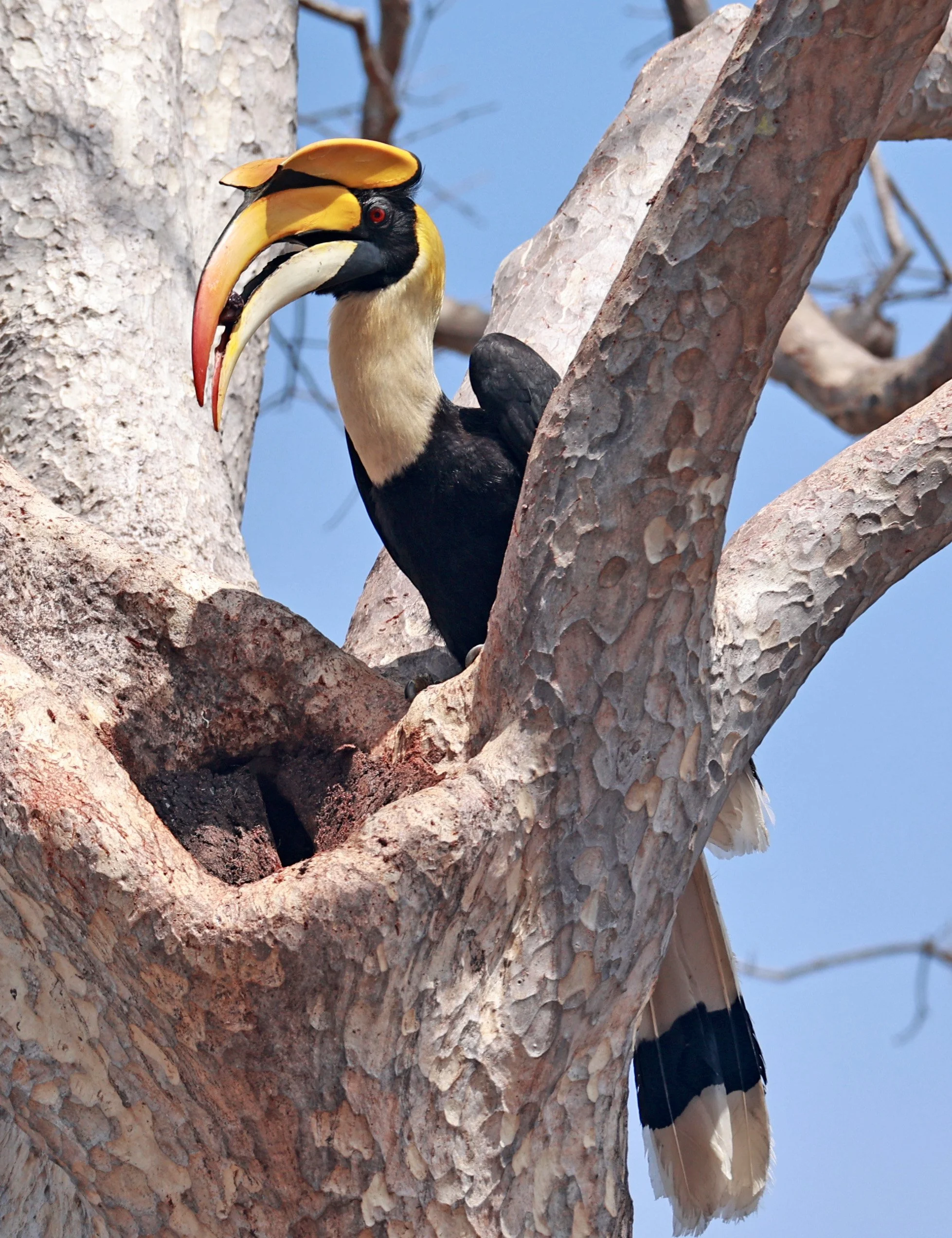 Great hornbill (Buceros bicornis) Pak Chong Mu Si Municipality Feb 2026 (79).jpg