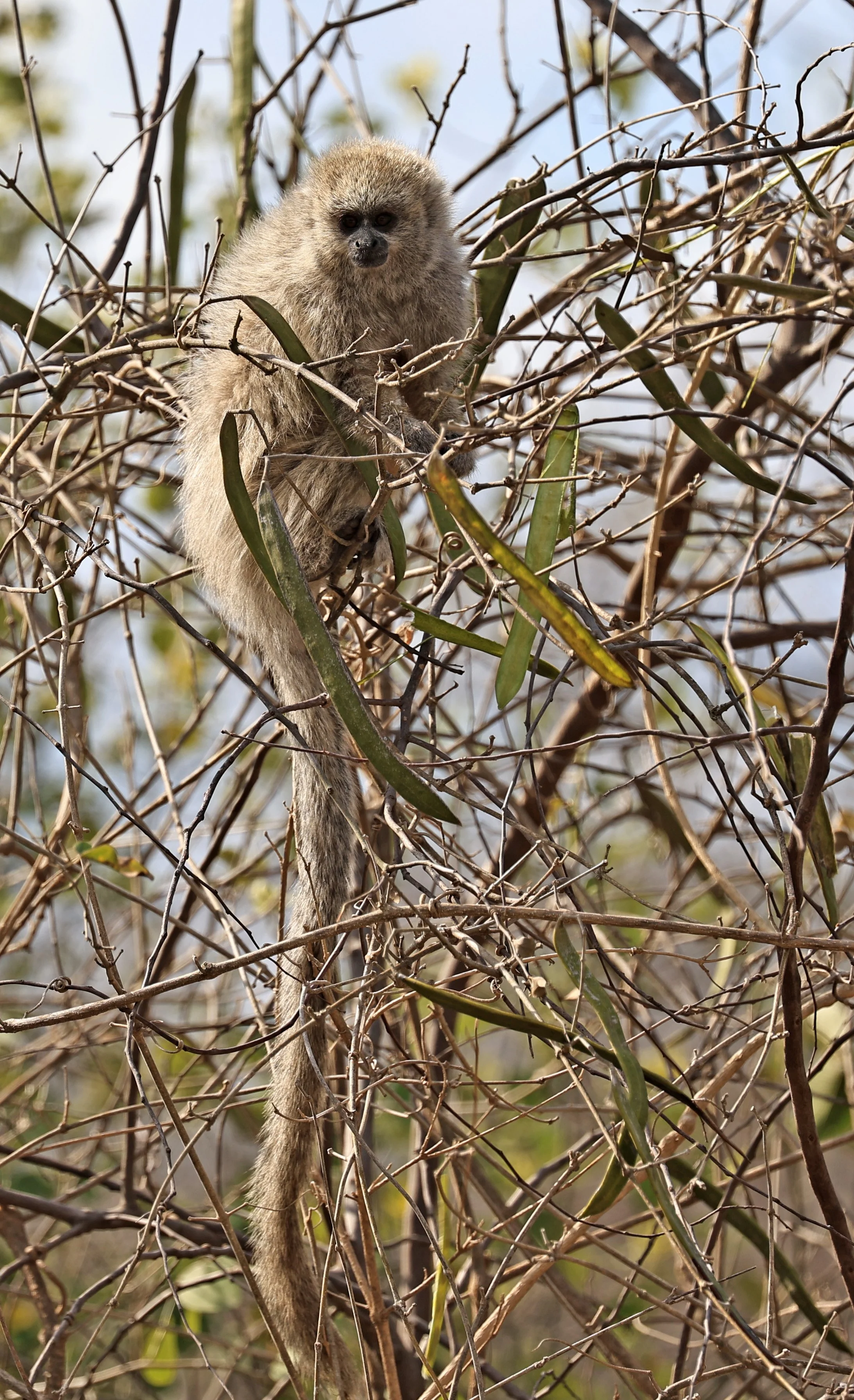 Chacoan Titi (Plecturocebus pallescens) Agua Dulce Paraguay (21).jpg