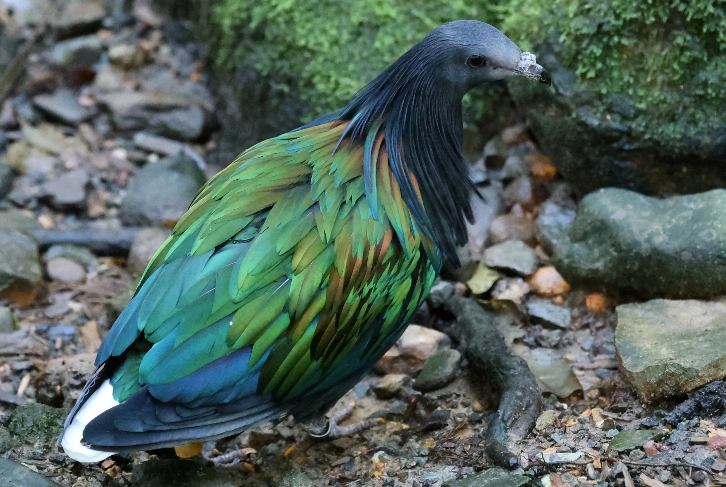 Nicobar Pigeon (Caloenas nicobarica) Lone Pine Wildlife Sanctuary Brisbane - Queensland (6).jpg