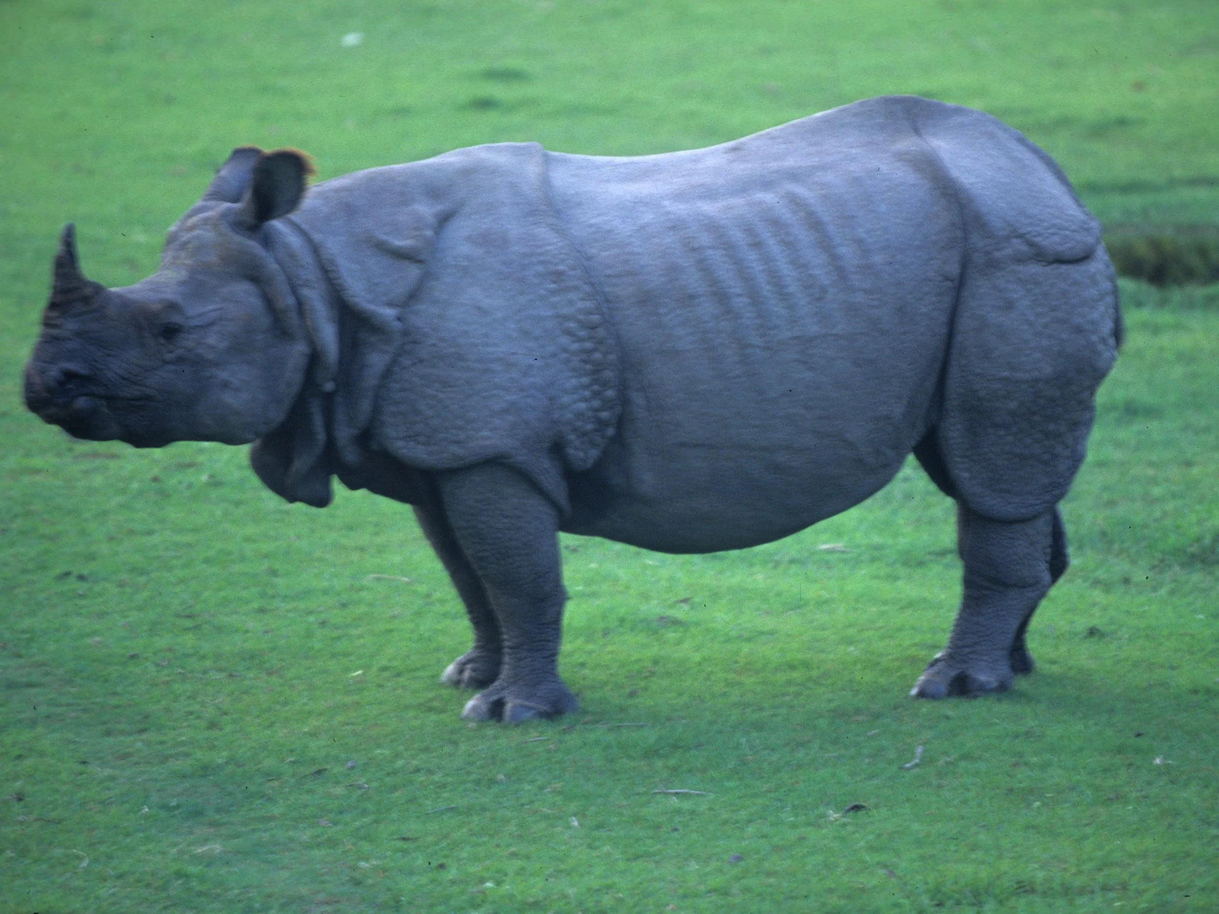 RHINO - ASIAN RHINO - CHITWAN NEPAL H.jpg