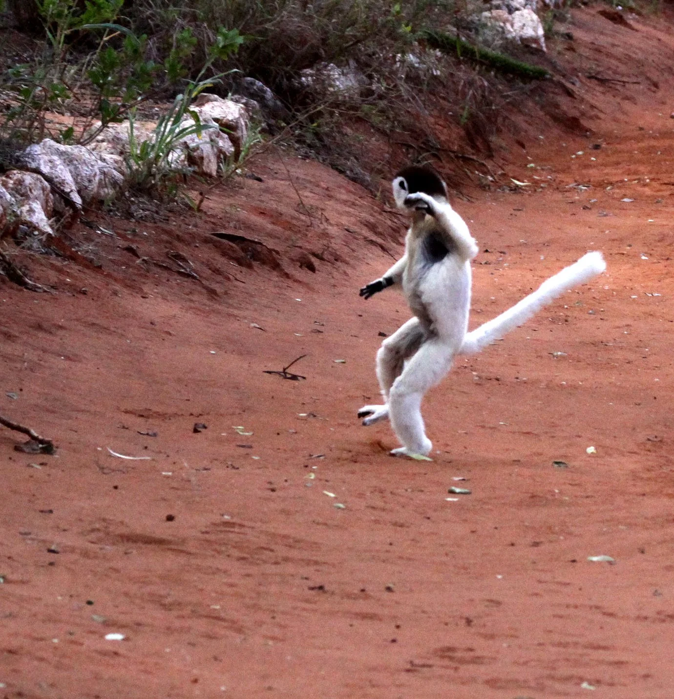 INDRIIDAE - Propithecus verreauxi - VERREAUX'S SIFAKA - ANDOHAHELA NATIONAL PARK MADAGASCAR (25).JPG